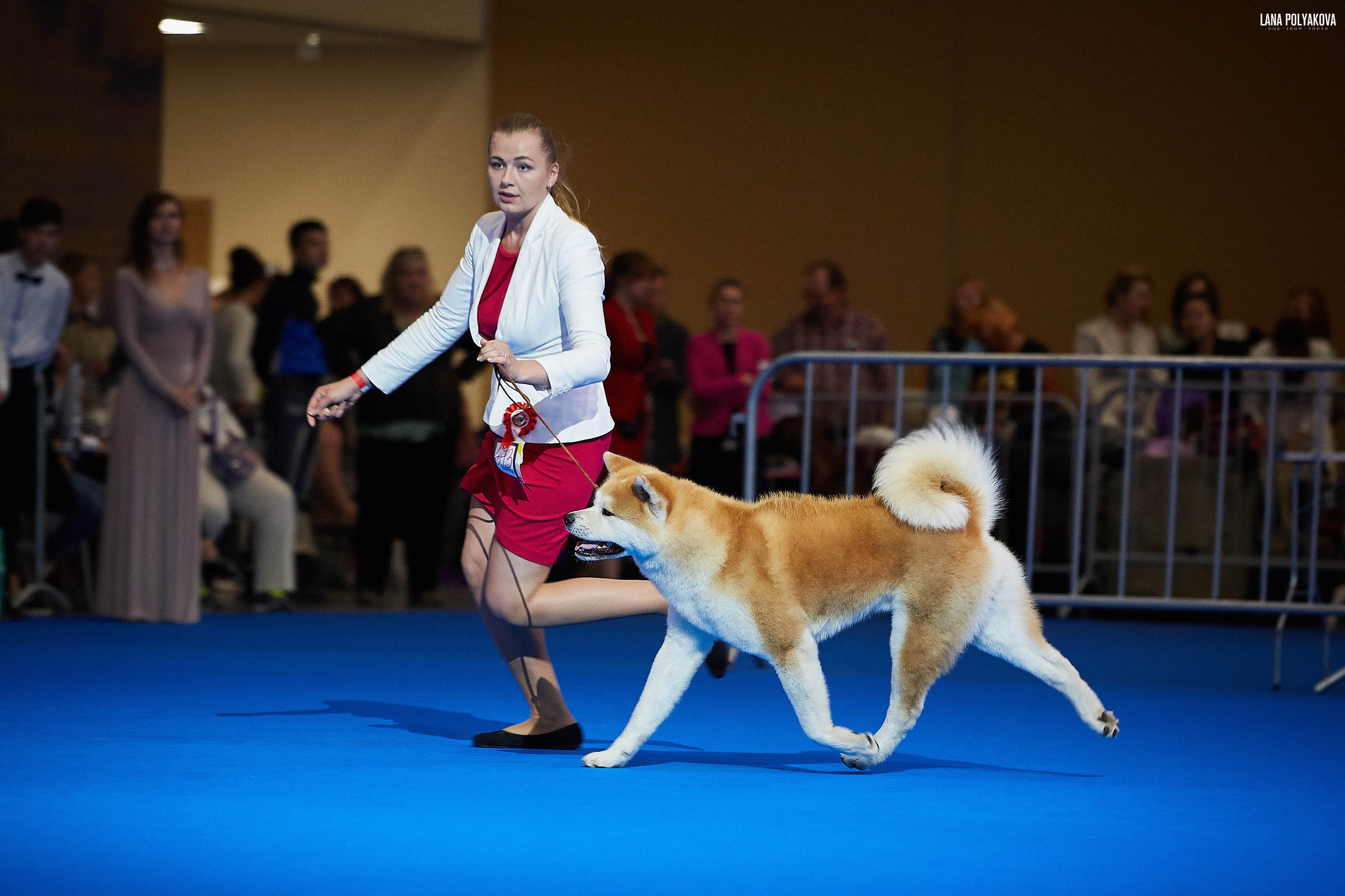 БЕЛЫЕ НОЧИ-2019, 2-x CACIB Санкт-Петербург, ЭКСПОФОРУМ
