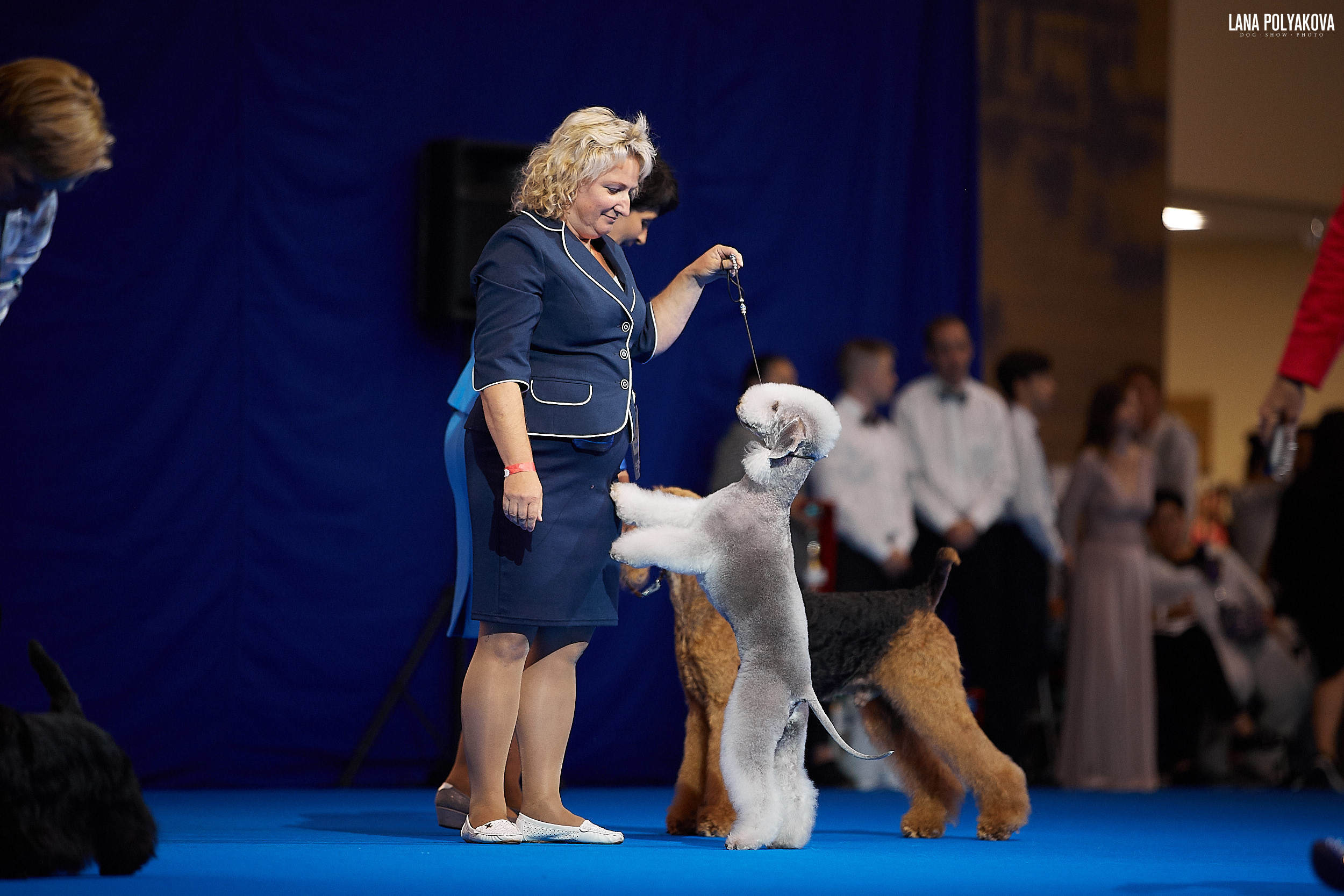 БЕЛЫЕ НОЧИ-2019, 2-x CACIB Санкт-Петербург, ЭКСПОФОРУМ