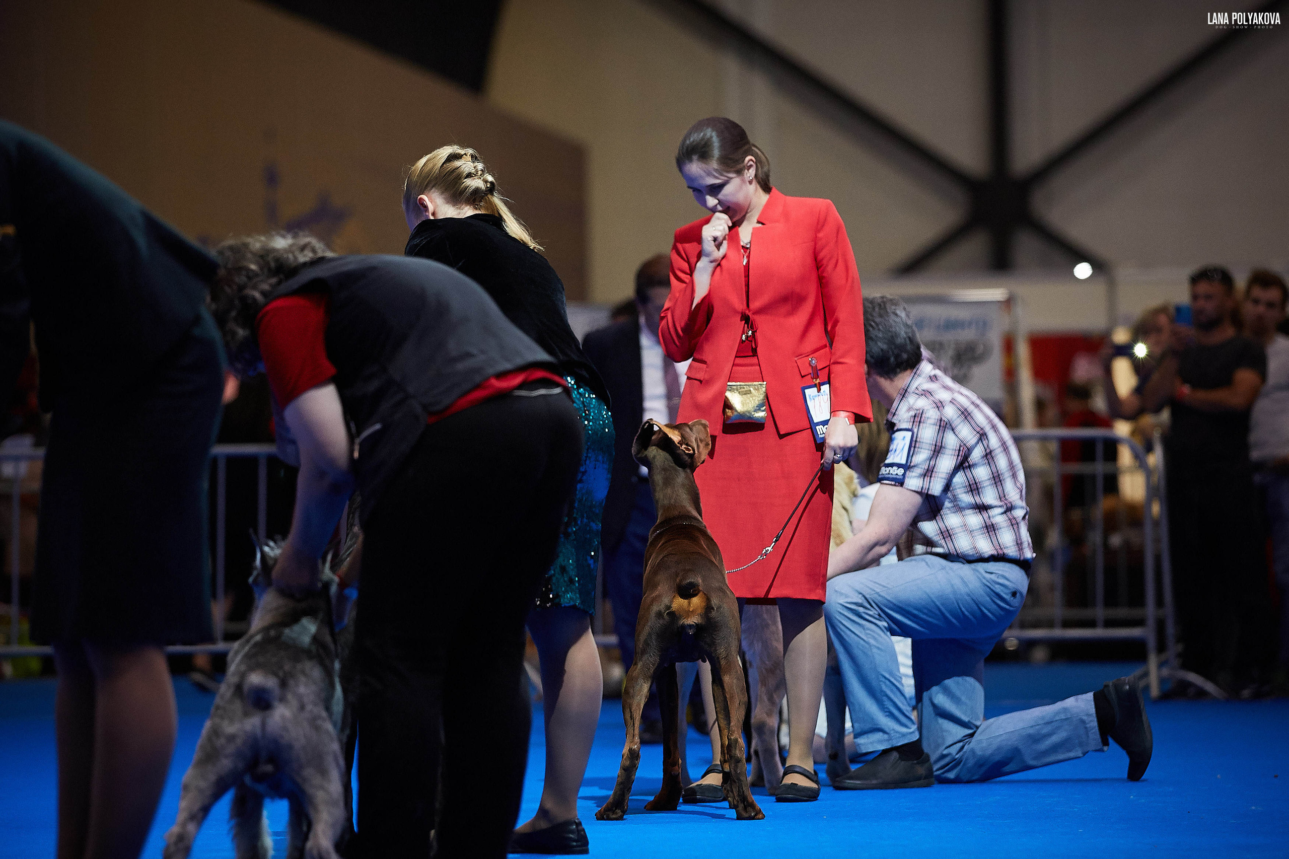 БЕЛЫЕ НОЧИ-2019, 2-x CACIB Санкт-Петербург, ЭКСПОФОРУМ