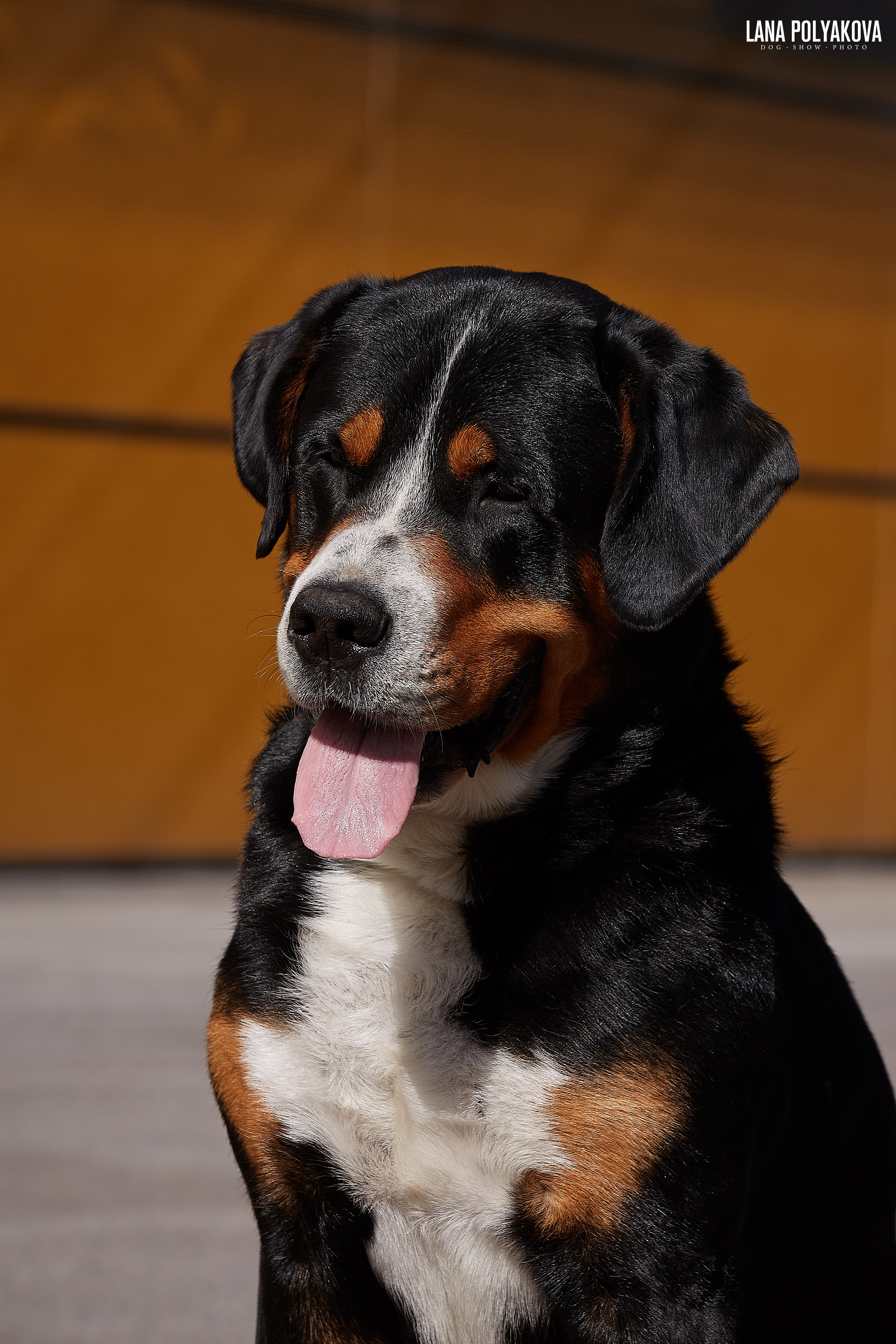 БЕЛЫЕ НОЧИ-2019, 2-x CACIB Санкт-Петербург, ЭКСПОФОРУМ