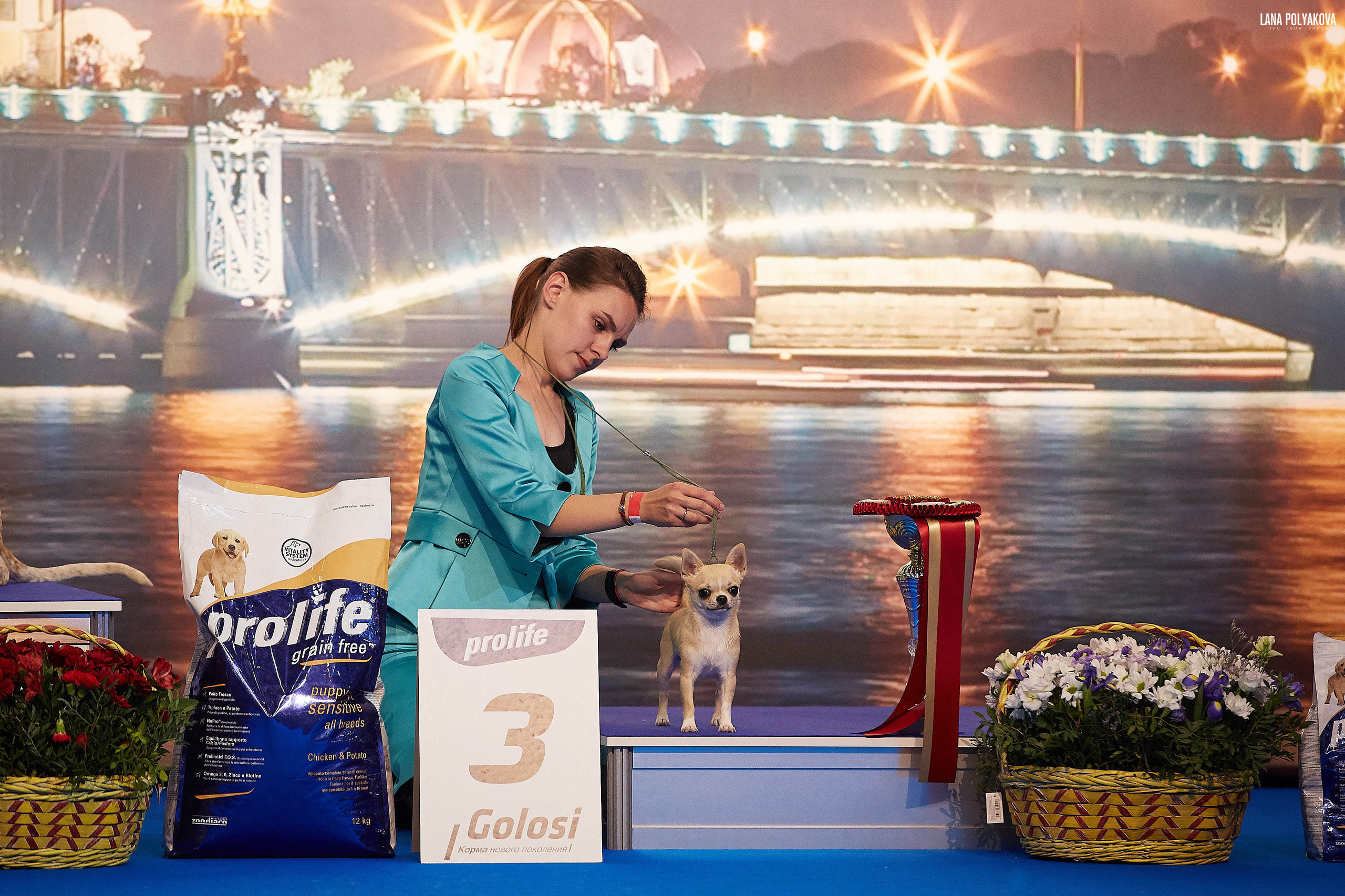 БЕЛЫЕ НОЧИ-2019, 2-x CACIB Санкт-Петербург, ЭКСПОФОРУМ