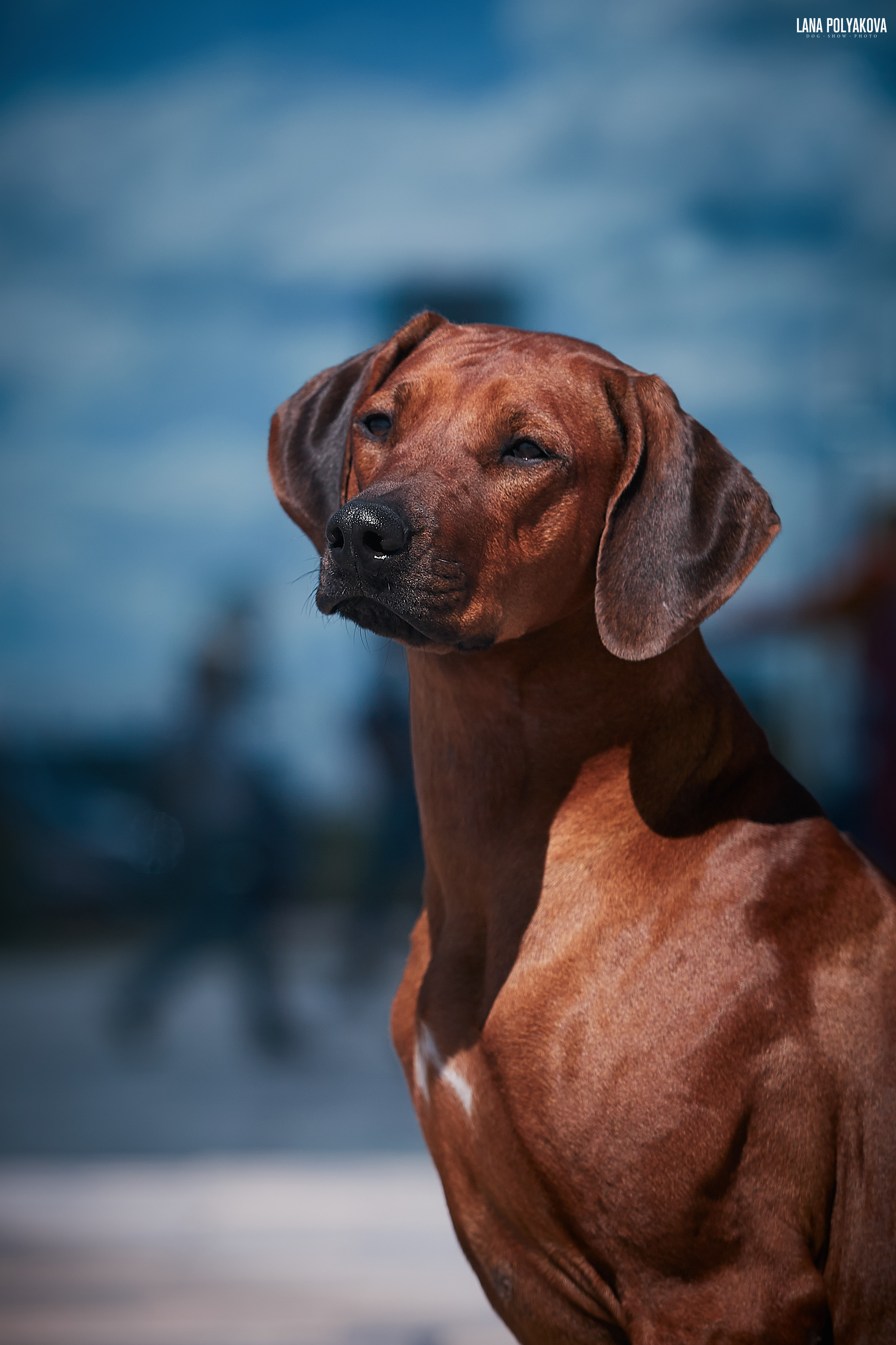 БЕЛЫЕ НОЧИ-2019, 2-x CACIB Санкт-Петербург, ЭКСПОФОРУМ