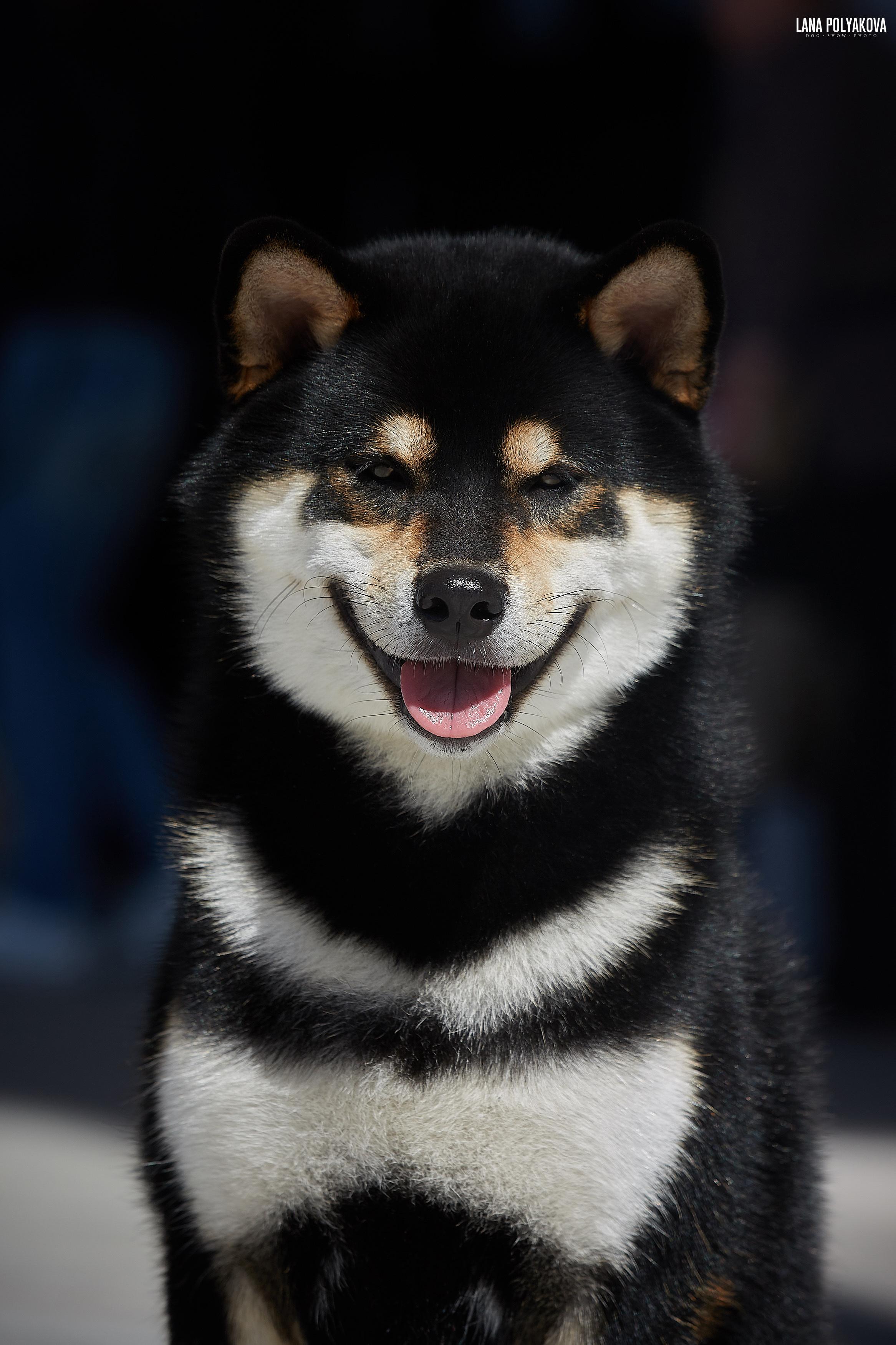 БЕЛЫЕ НОЧИ-2019, 2-x CACIB Санкт-Петербург, ЭКСПОФОРУМ