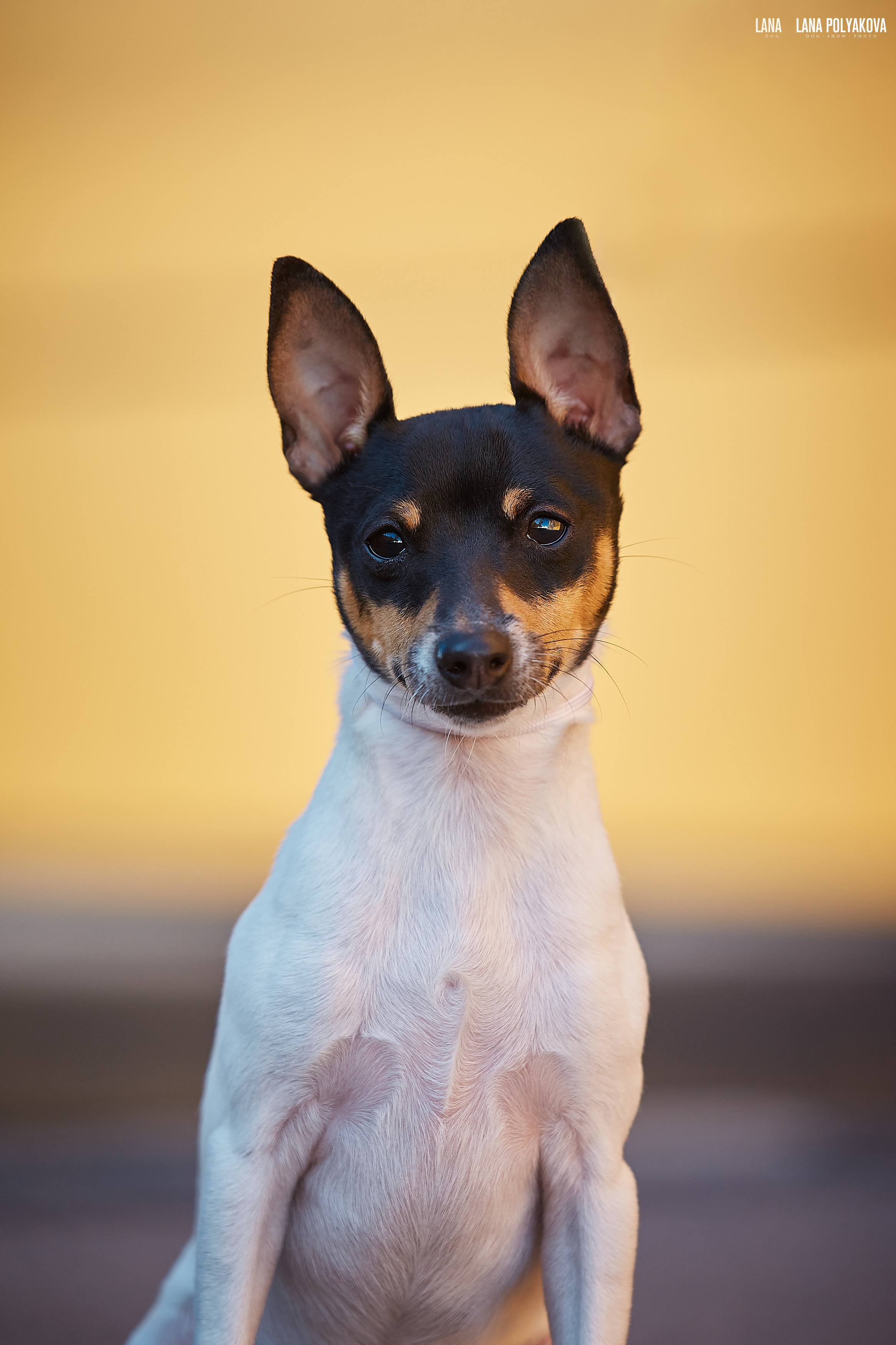 БЕЛЫЕ НОЧИ-2019, 2-x CACIB Санкт-Петербург, ЭКСПОФОРУМ