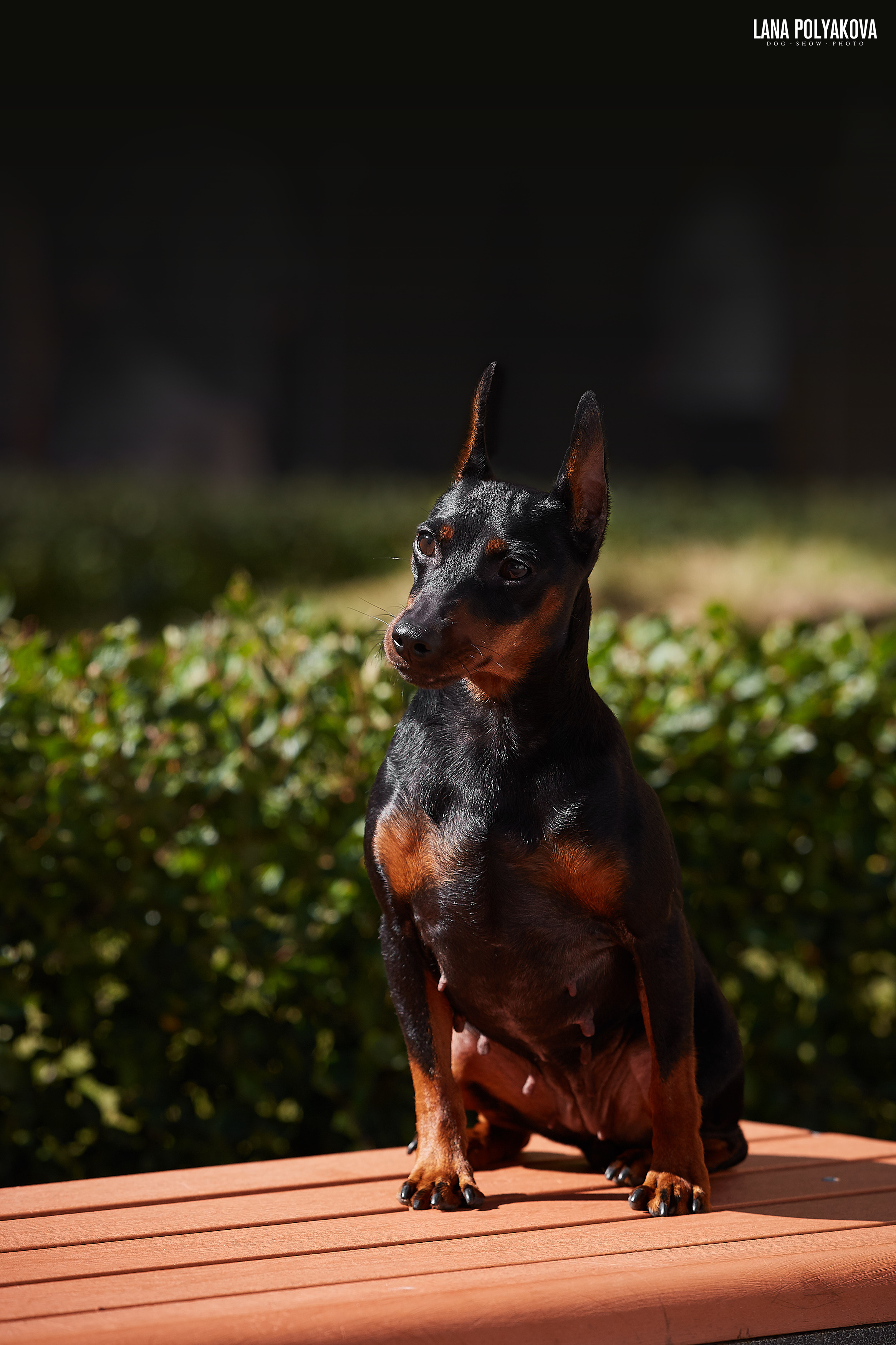 БЕЛЫЕ НОЧИ-2019, 2-x CACIB Санкт-Петербург, ЭКСПОФОРУМ