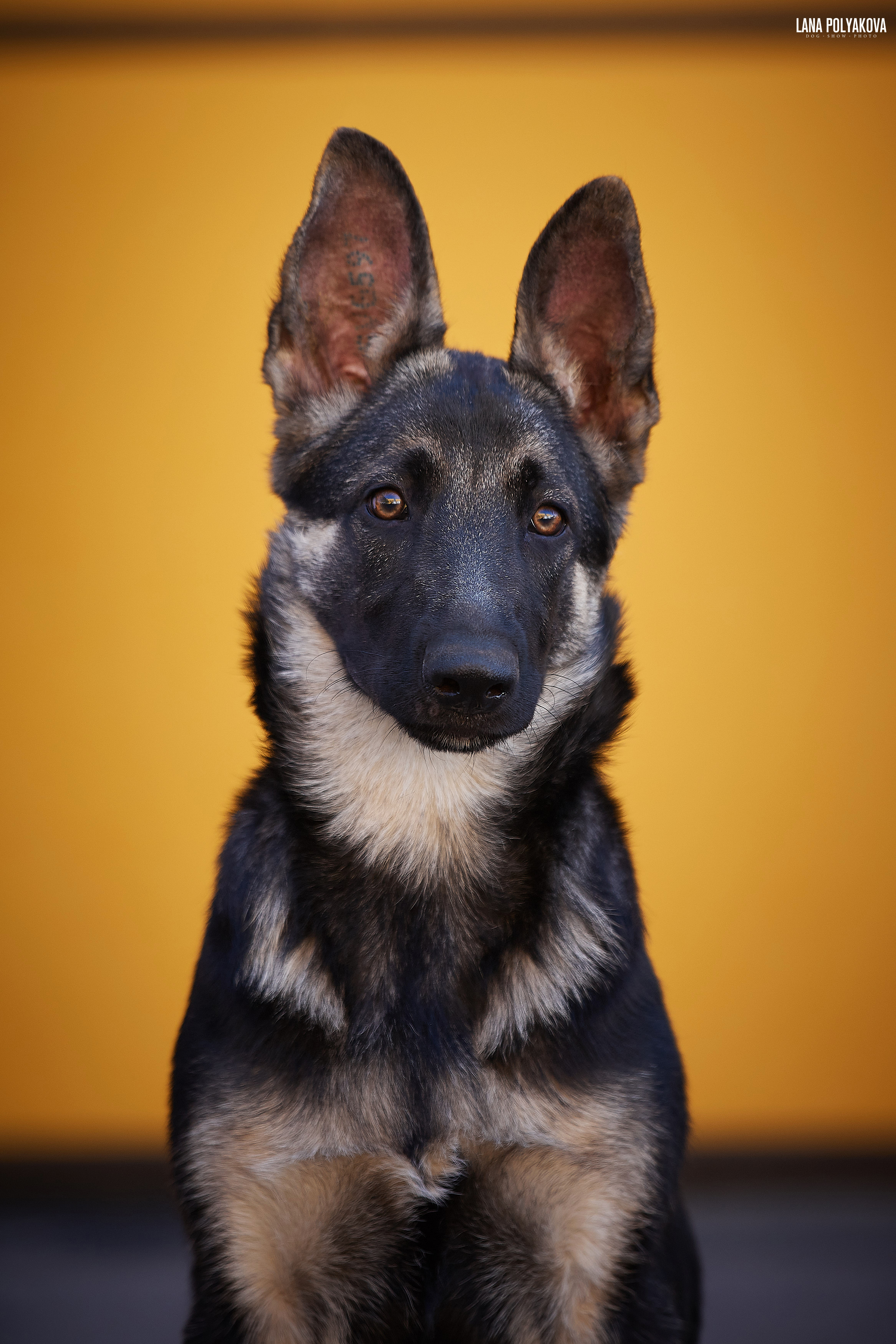 БЕЛЫЕ НОЧИ-2019, 2-x CACIB Санкт-Петербург, ЭКСПОФОРУМ