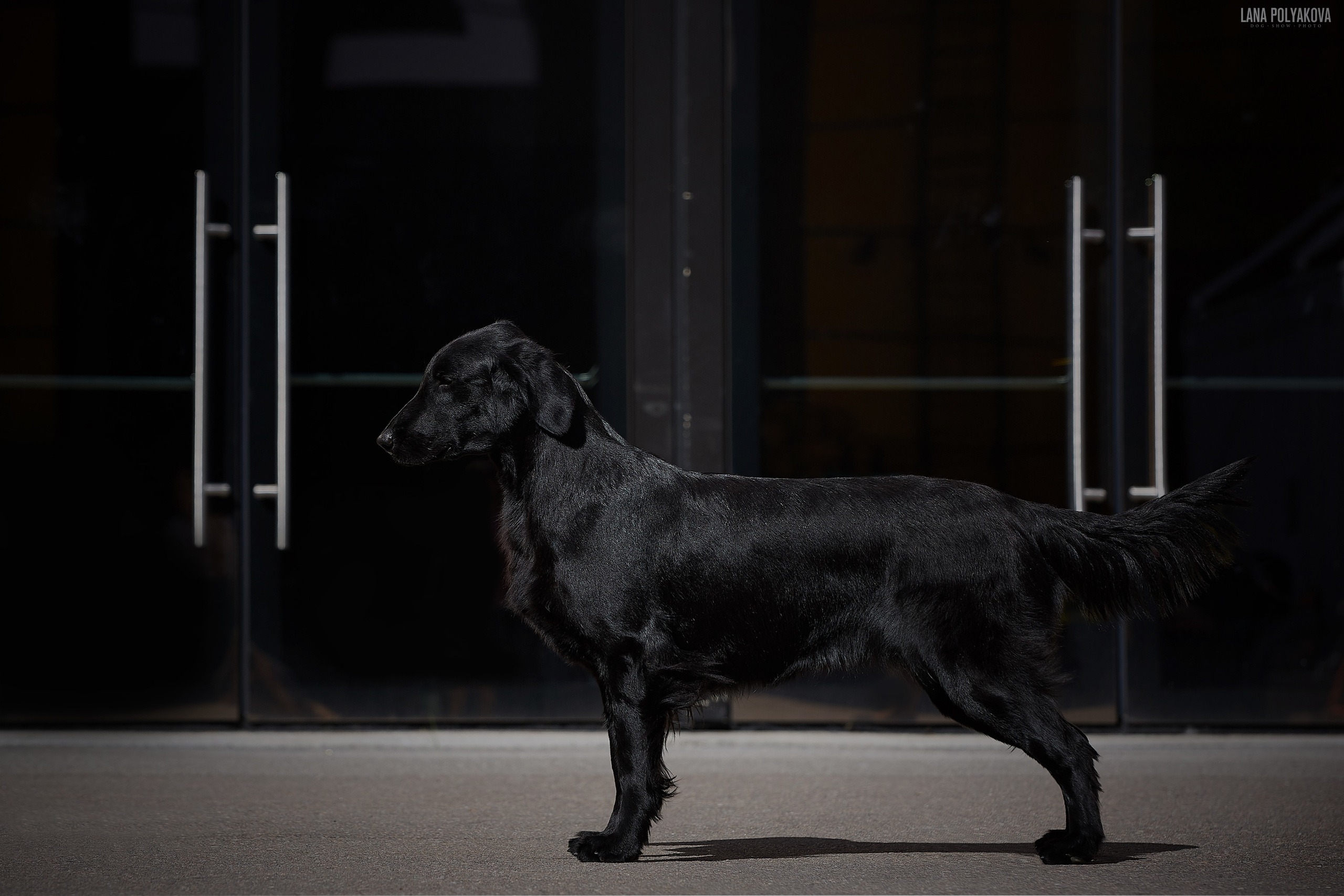 БЕЛЫЕ НОЧИ-2019, 2-x CACIB Санкт-Петербург, ЭКСПОФОРУМ