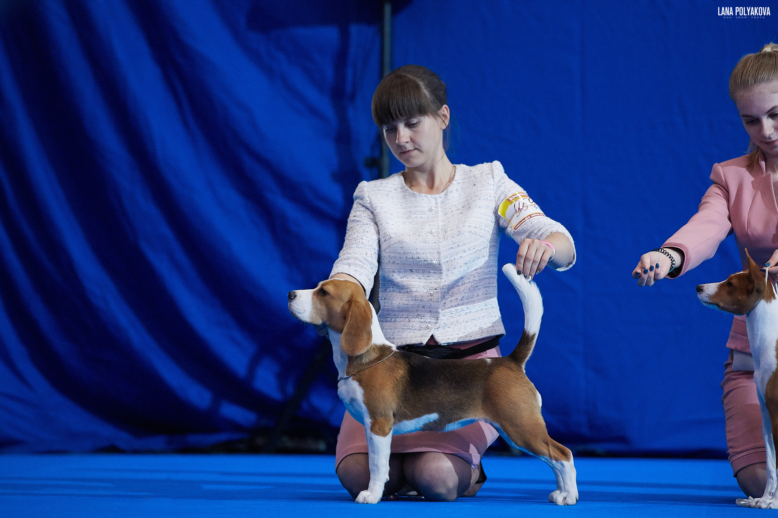 БЕЛЫЕ НОЧИ-2019, 2-x CACIB Санкт-Петербург, ЭКСПОФОРУМ