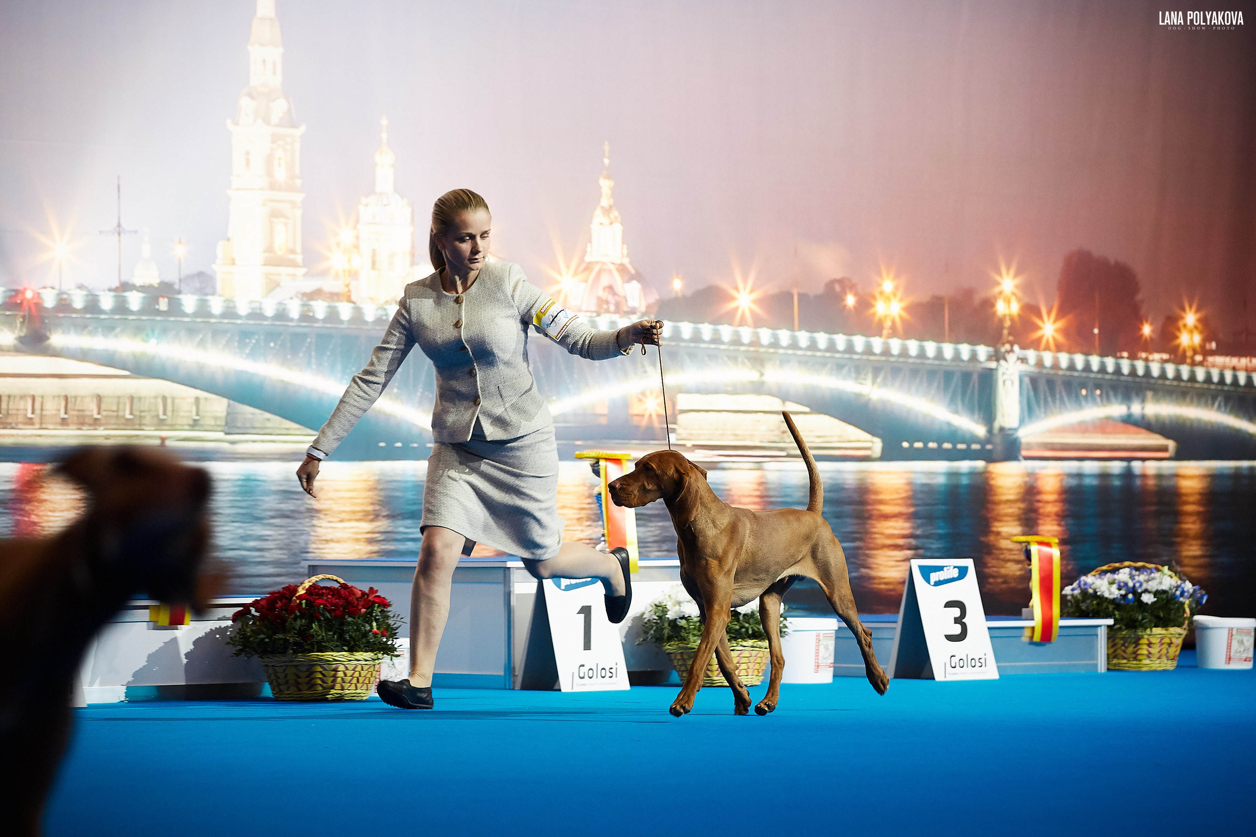 БЕЛЫЕ НОЧИ-2019, 2-x CACIB Санкт-Петербург, ЭКСПОФОРУМ