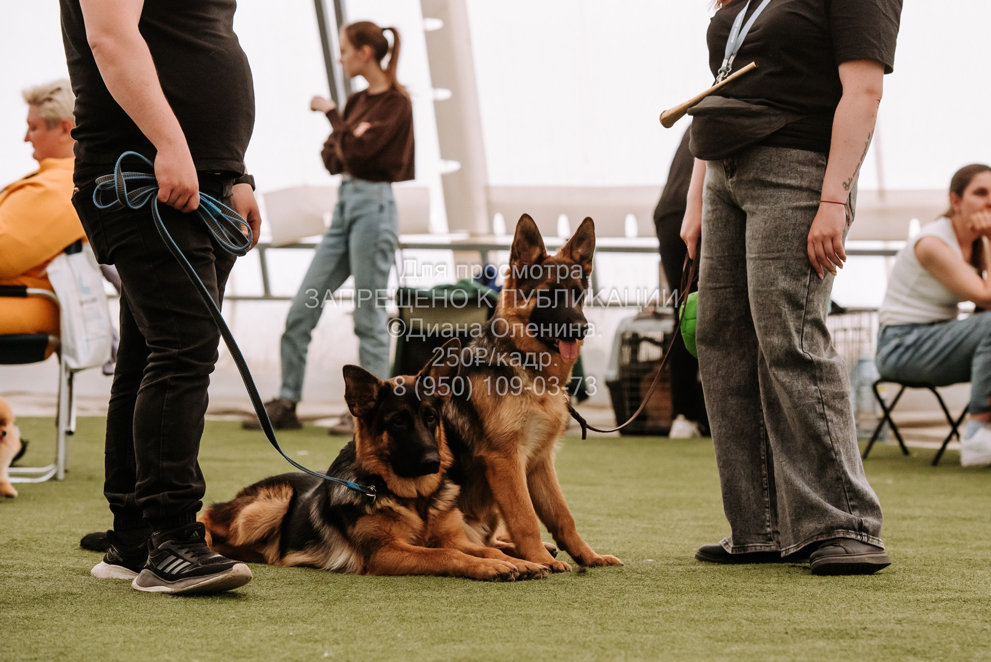 Выставка собак Красноярск 2.06. Фотограф Диана Оленина Красноярск / Братск