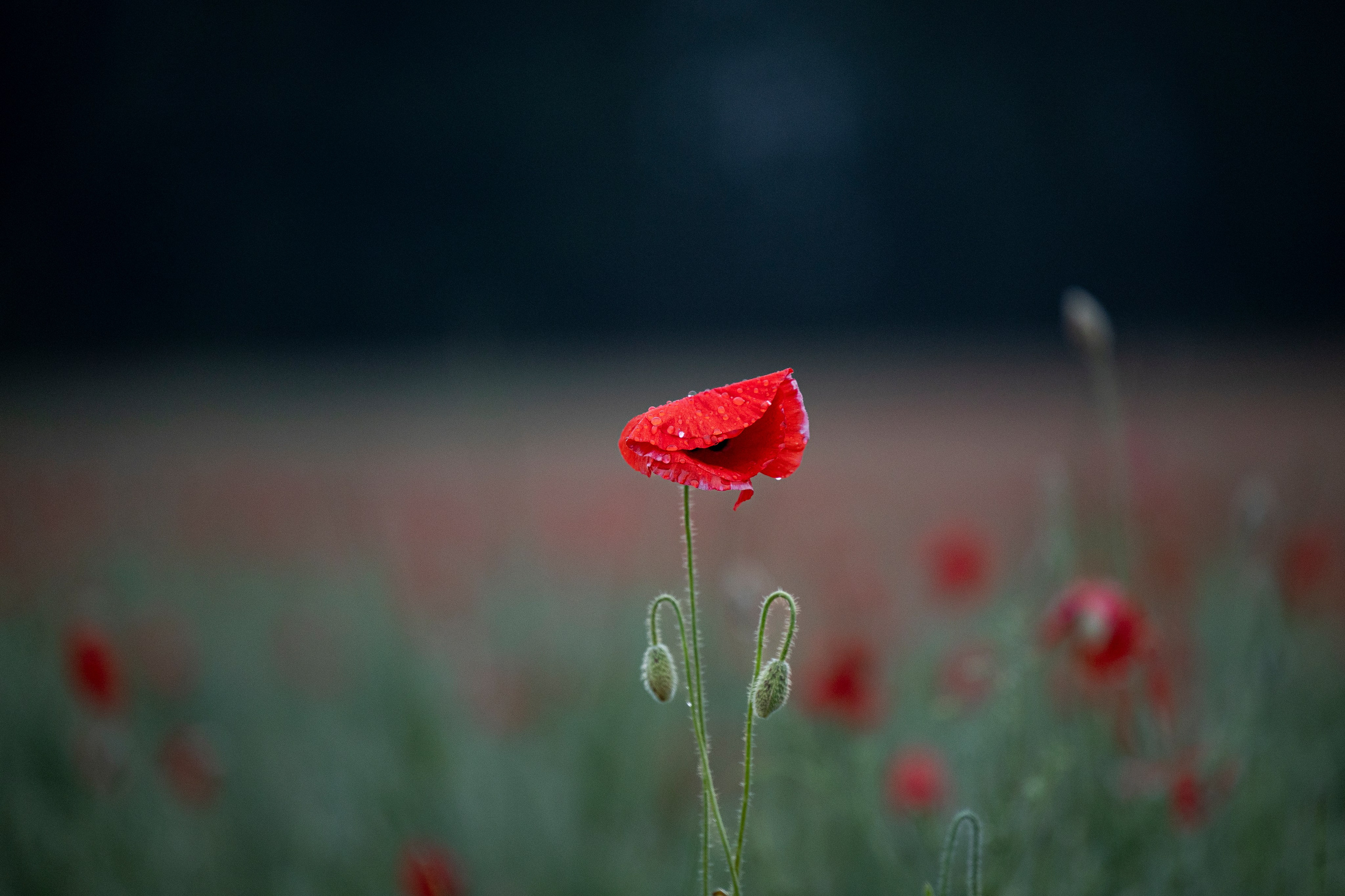 Маковое поле. Фотограф-анималист Анна Маринич