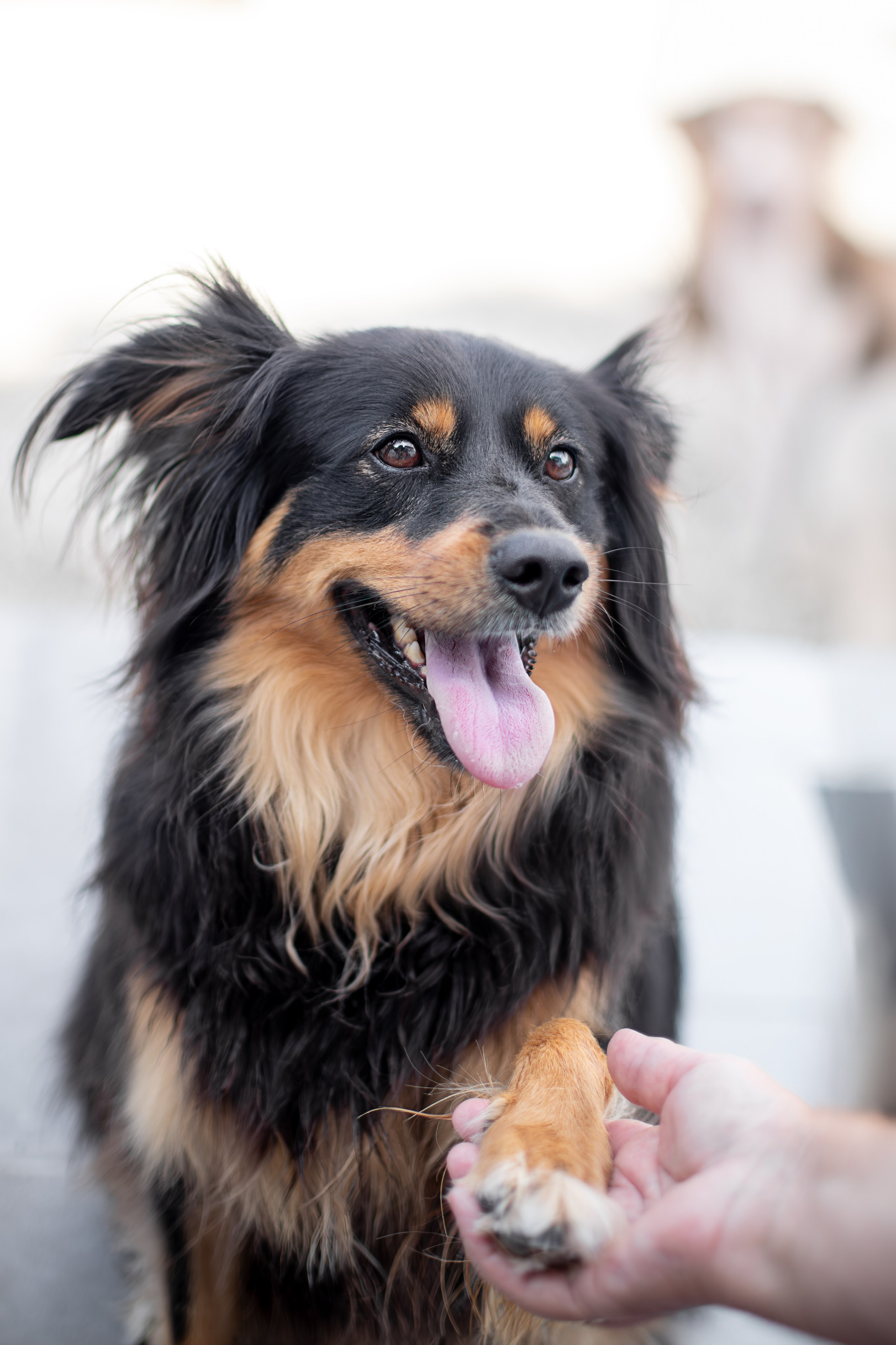 Мини-приют «Возрождение». Ирина Голомб|Фотограф-анималист в  Сочи и Калининграде