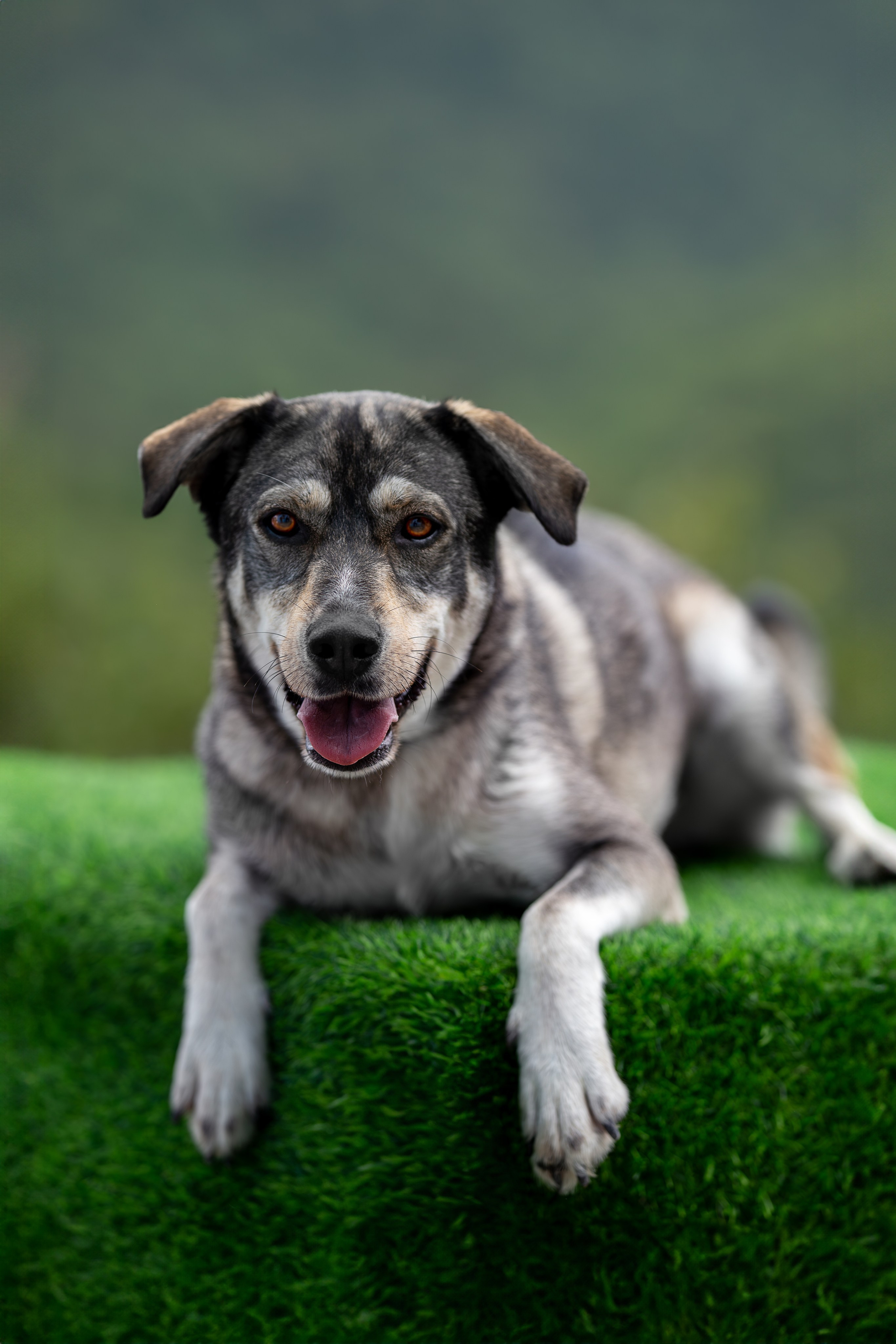 Мини-приют «Возрождение». Ирина Голомб|Фотограф-анималист в  Сочи и Калининграде