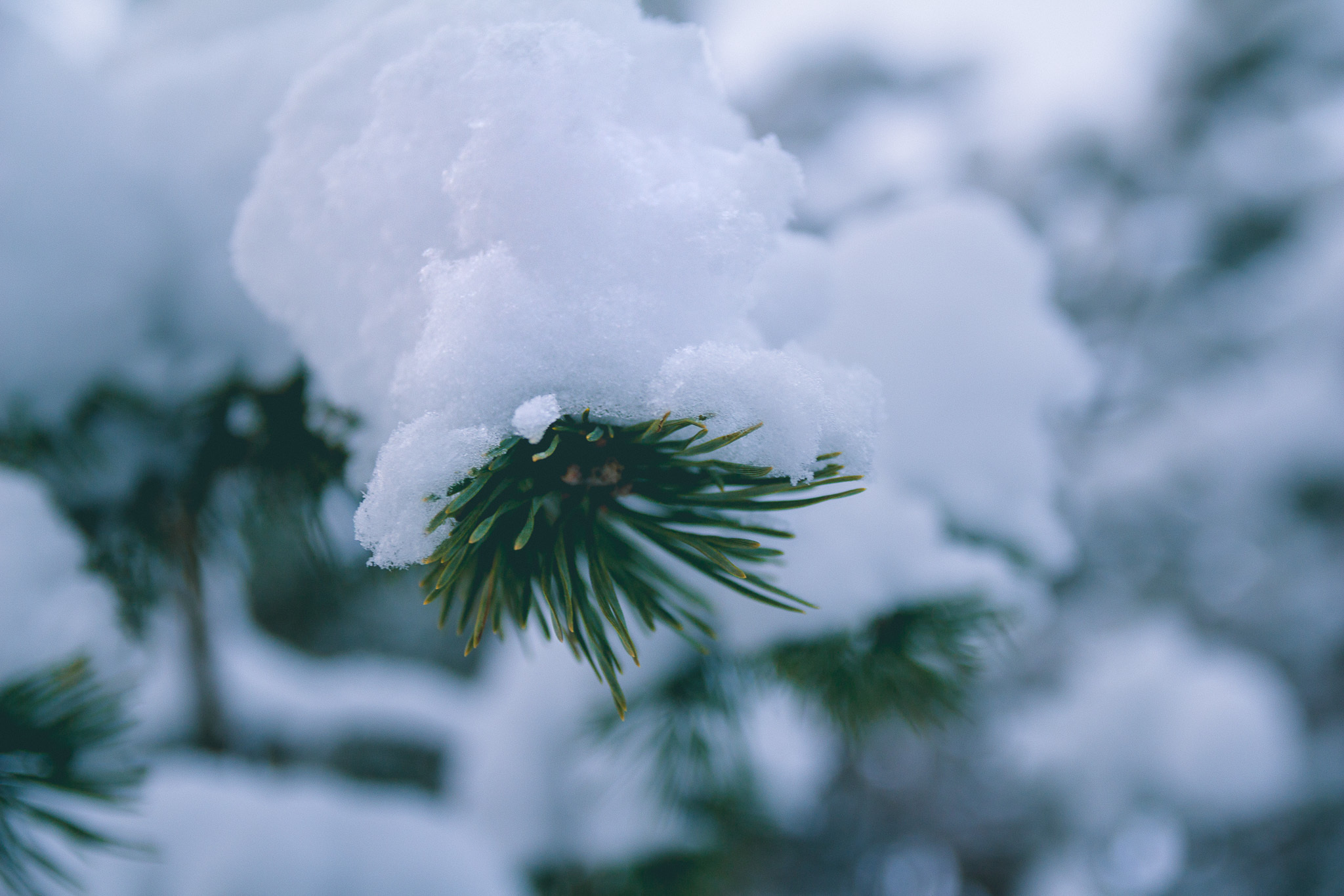 Подюга • Архангельская область. Творческая Мастерская Павла МАРЕЕВА