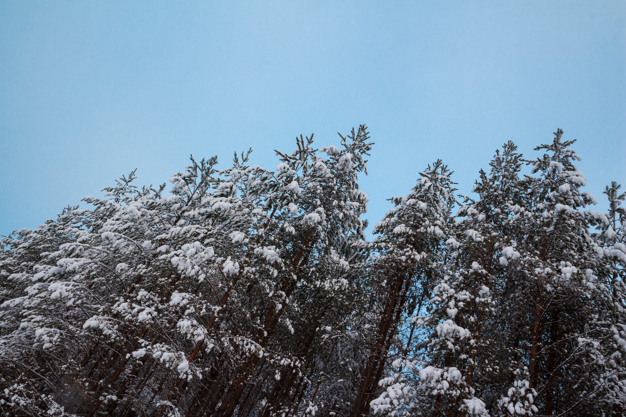 Подюга • Архангельская область. Творческая Мастерская Павла МАРЕЕВА