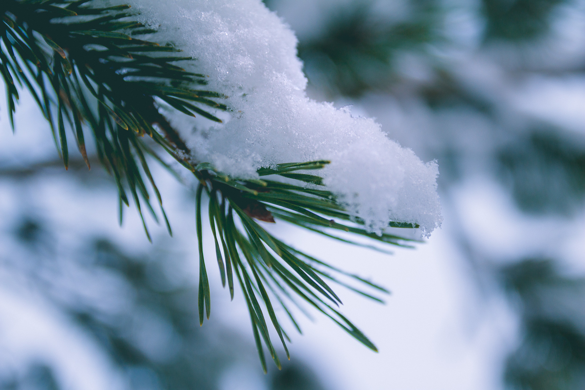 Подюга • Архангельская область. Творческая Мастерская Павла МАРЕЕВА