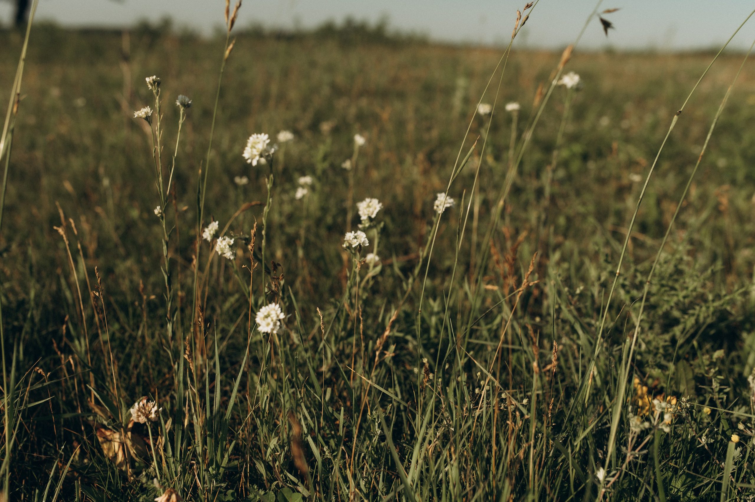 Фотосессия с овечками. Фотограф Быстрова Дарья г. Москва