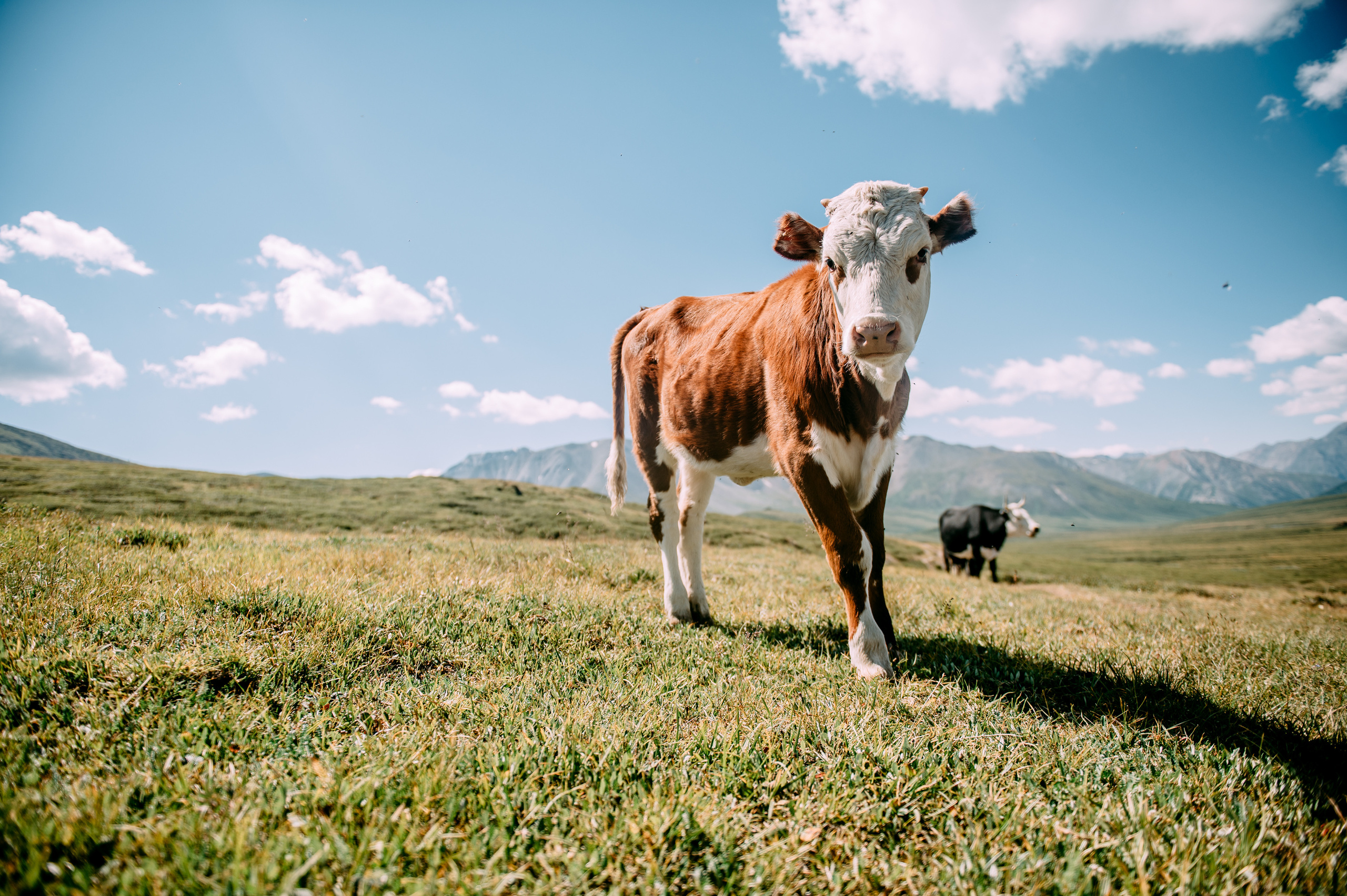 Алтай Шалинские озера. Фотограф Антон Инкин