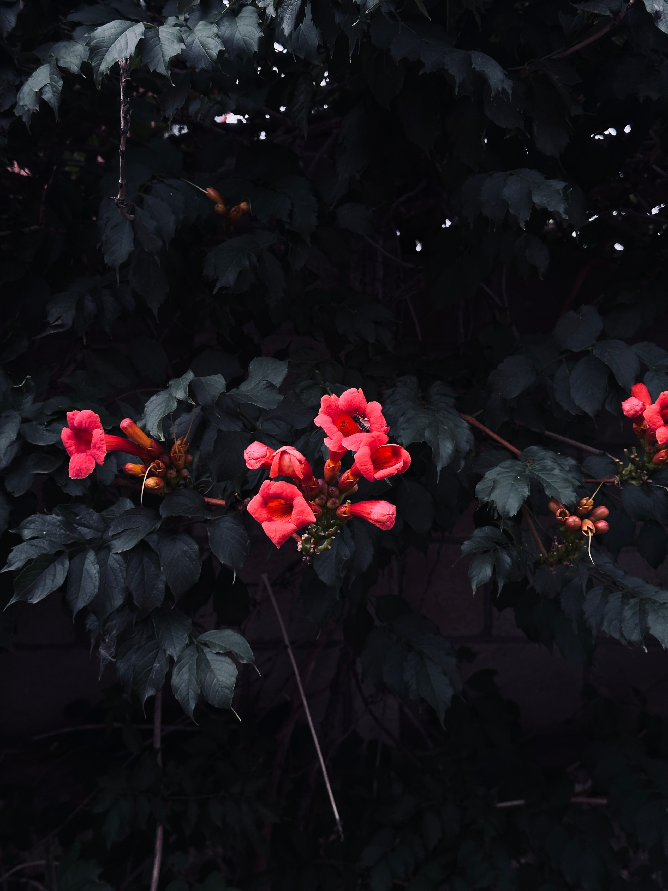 Макро любовь. Смотри, красота!