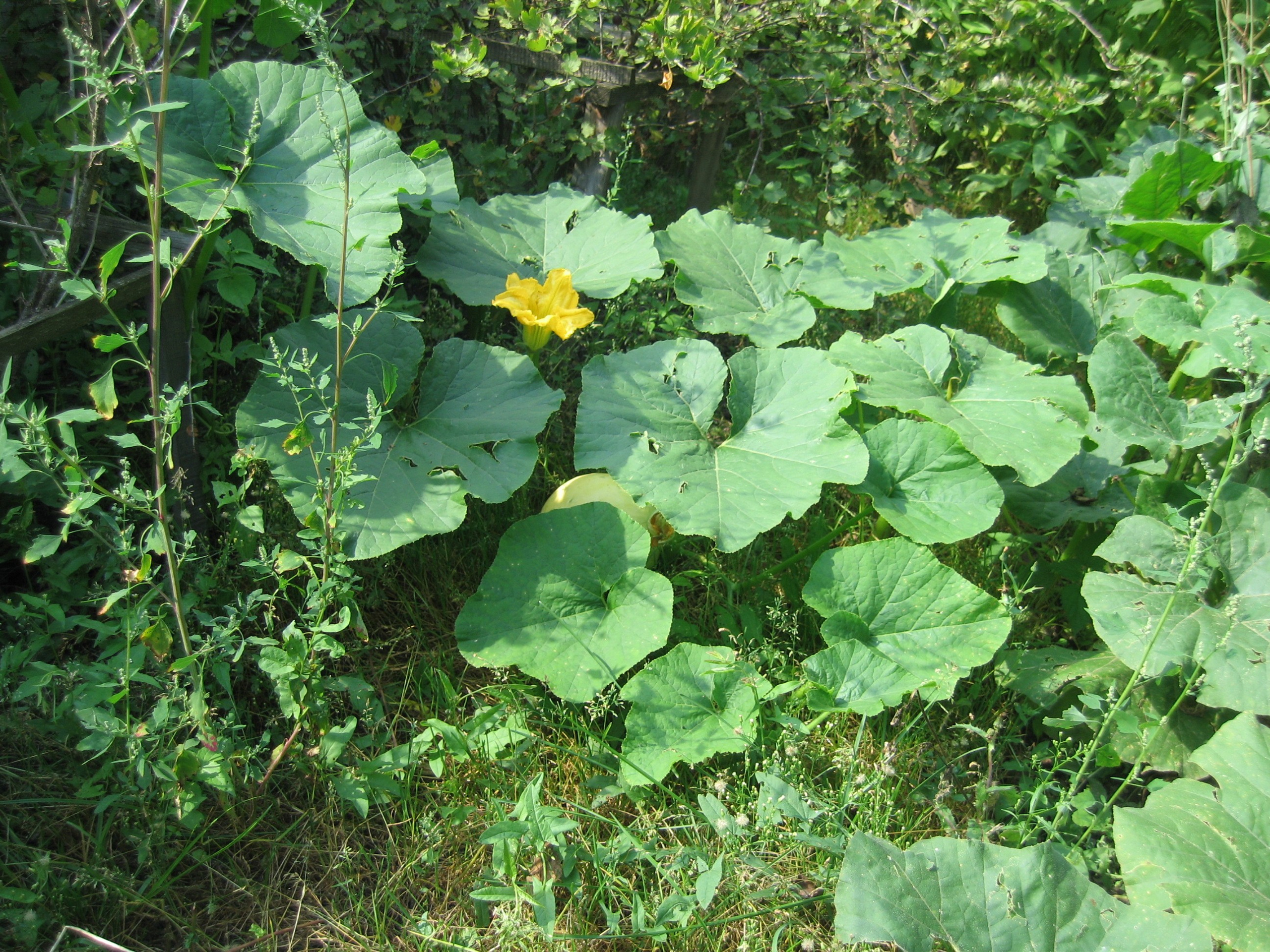 Зелёные листья растений и жёлтый цветок. Вокруг зелёная трава и другие растения. Солнечный свет падает на листья.