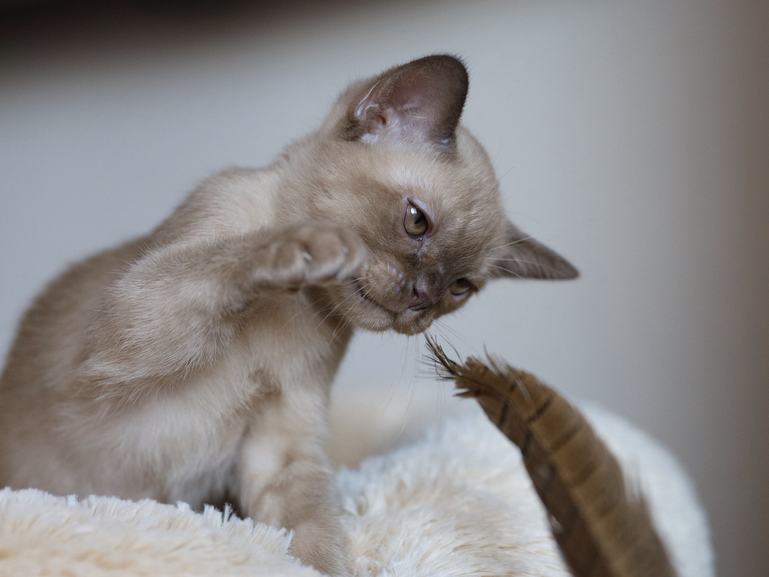 Casper. Cattery “Bouncy Life”