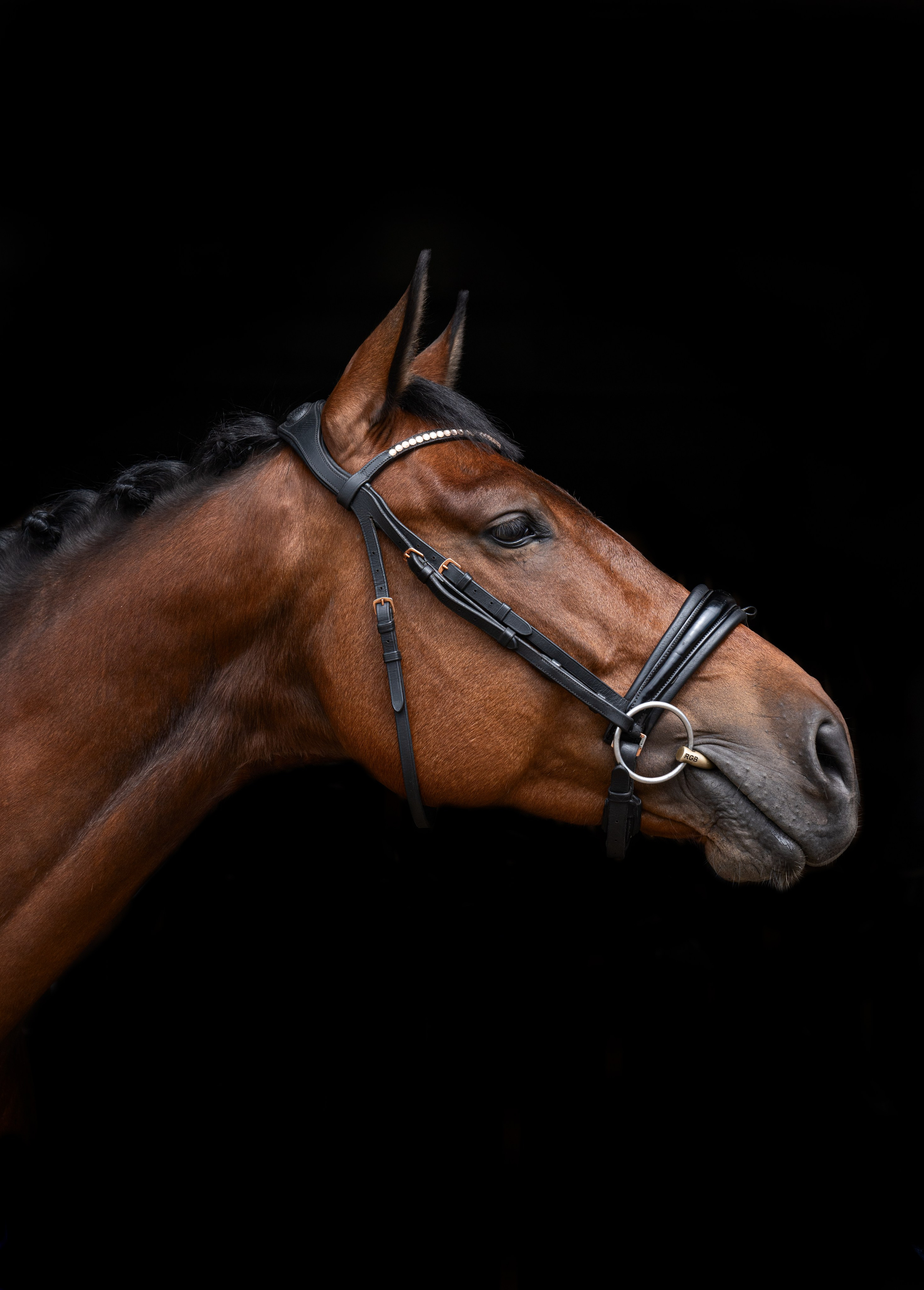 Портреты лошадей. Главная