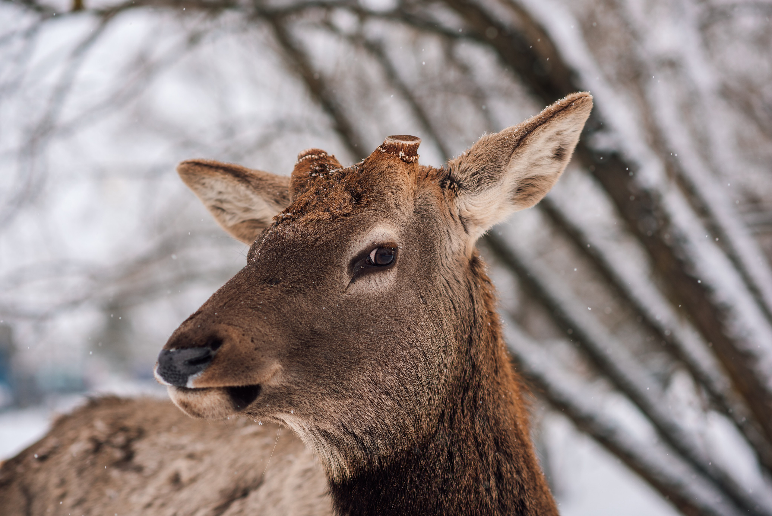 Зимняя парфорсная охота. Фотограф Диана Вальтер