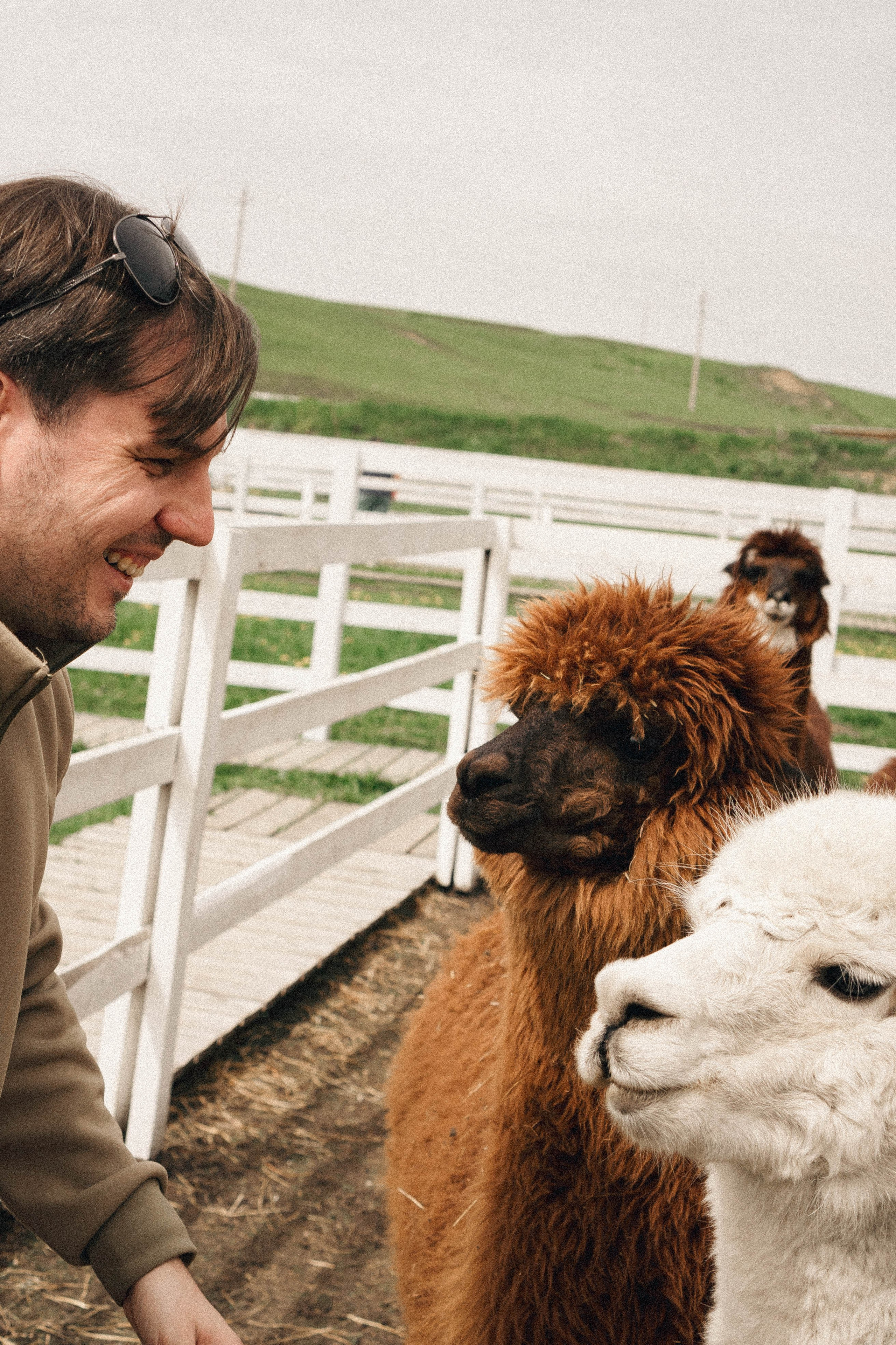 Ферма Альпак. Профессиональный фотограф, Санкт-Петербург — Виктория Богомолова