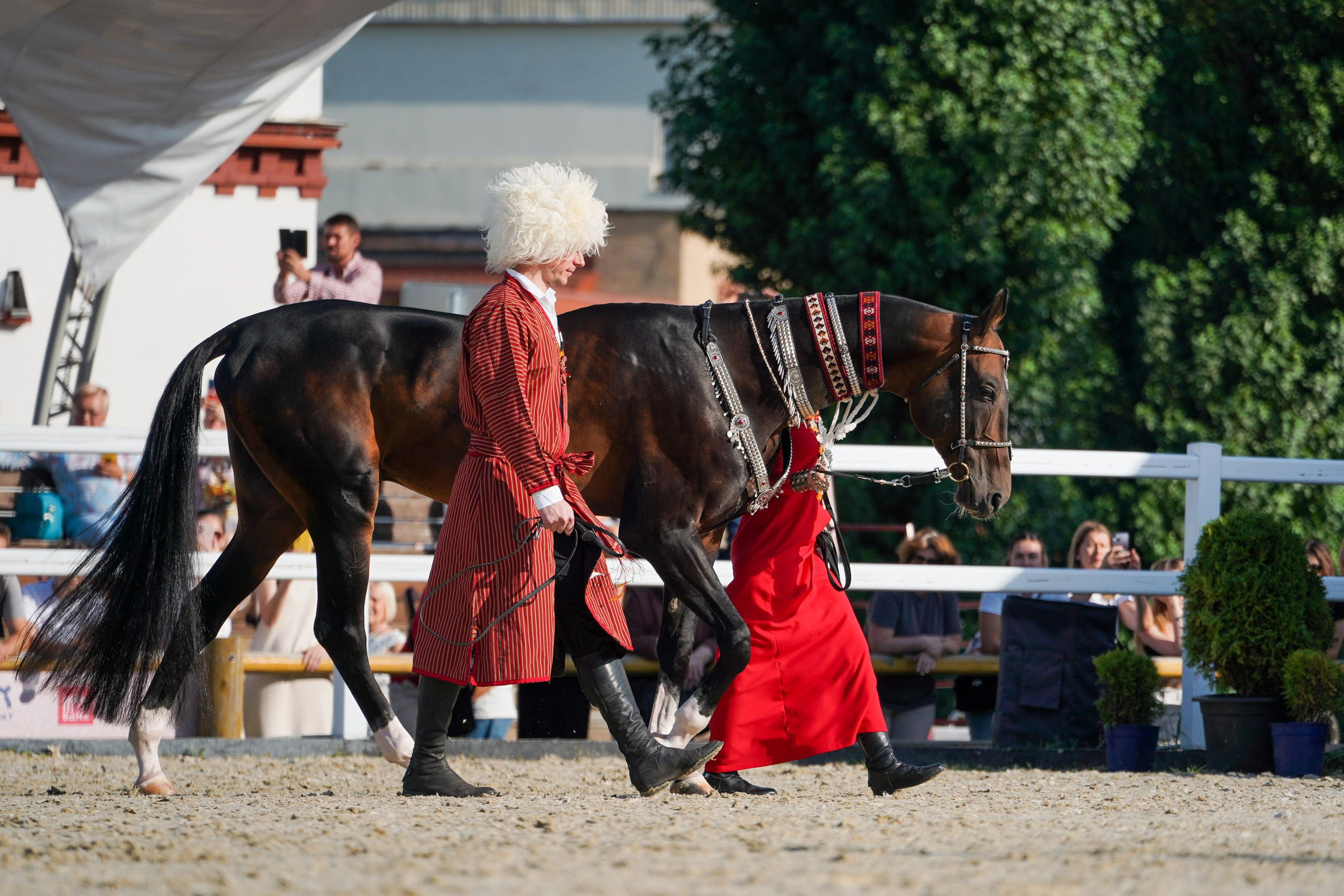 Чемпионат лошадей чистокровной ахалтекинской породы «КУБОК РОССИИ — 2024». Фотограф-анималист, портретный фотограф в Чебоксарах Мария Садыкова