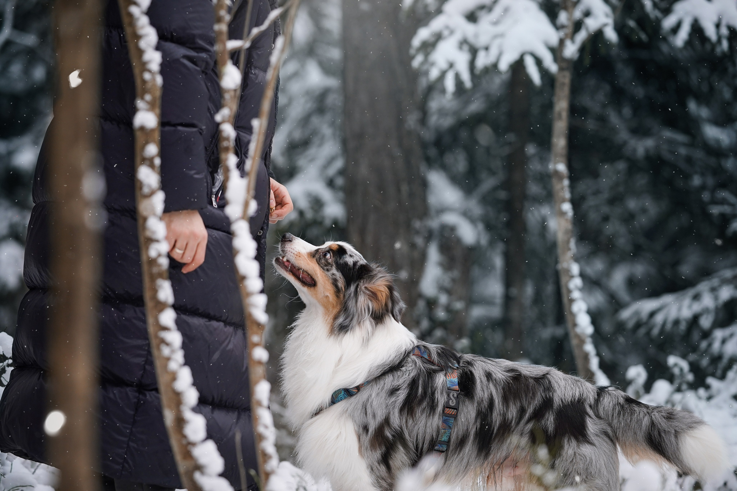 Антон Аиша и Римус. Фотограф-анималист в Санкт-Петербурге Яна Мартынова