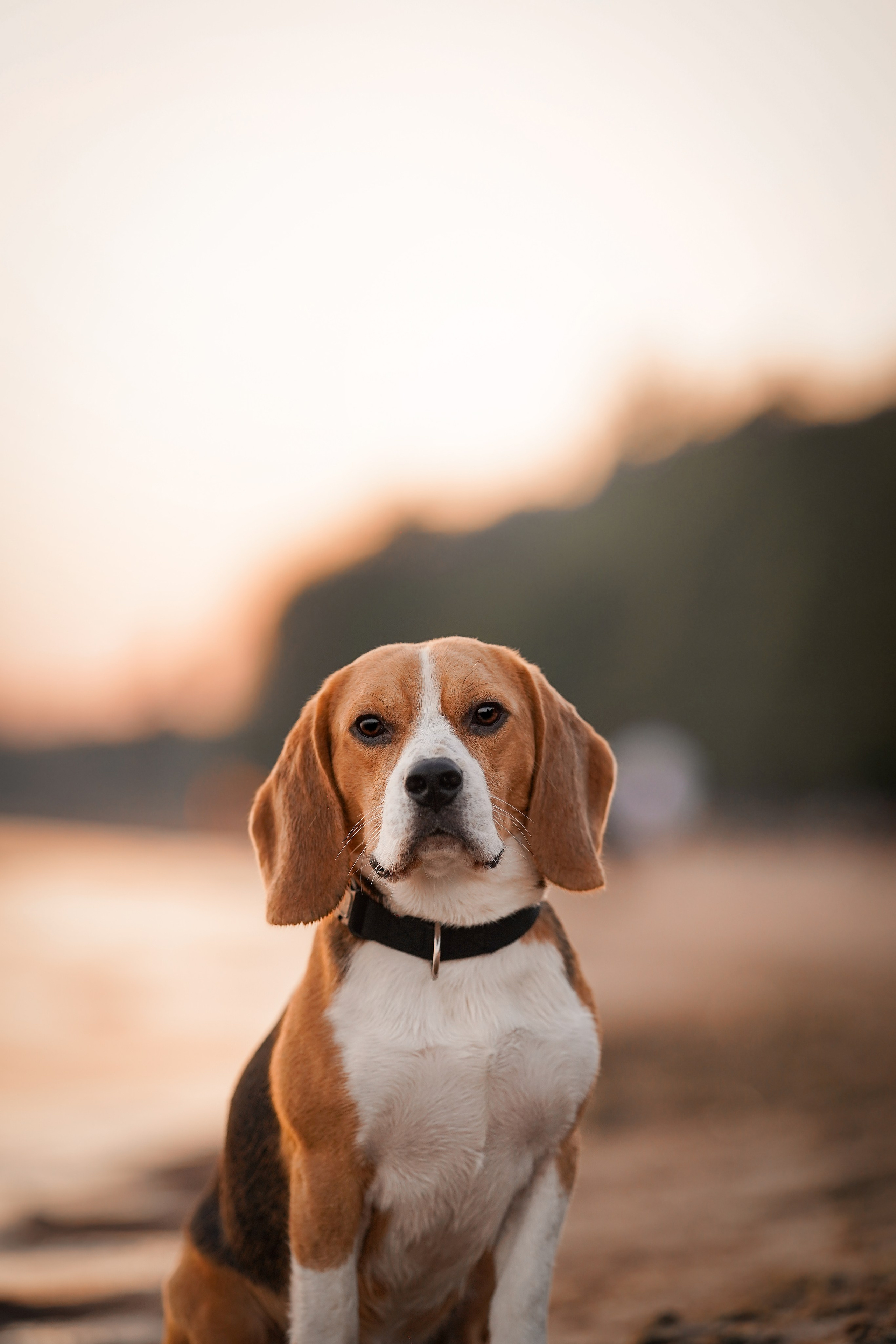 Оля Леша и Ричард. Фотограф-анималист в Санкт-Петербурге Яна Мартынова