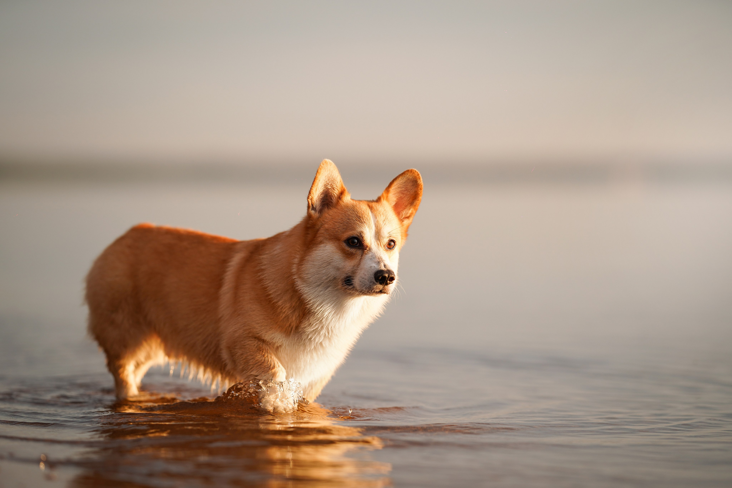 Таня и Оливер. Фотограф-анималист в Санкт-Петербурге Яна Мартынова
