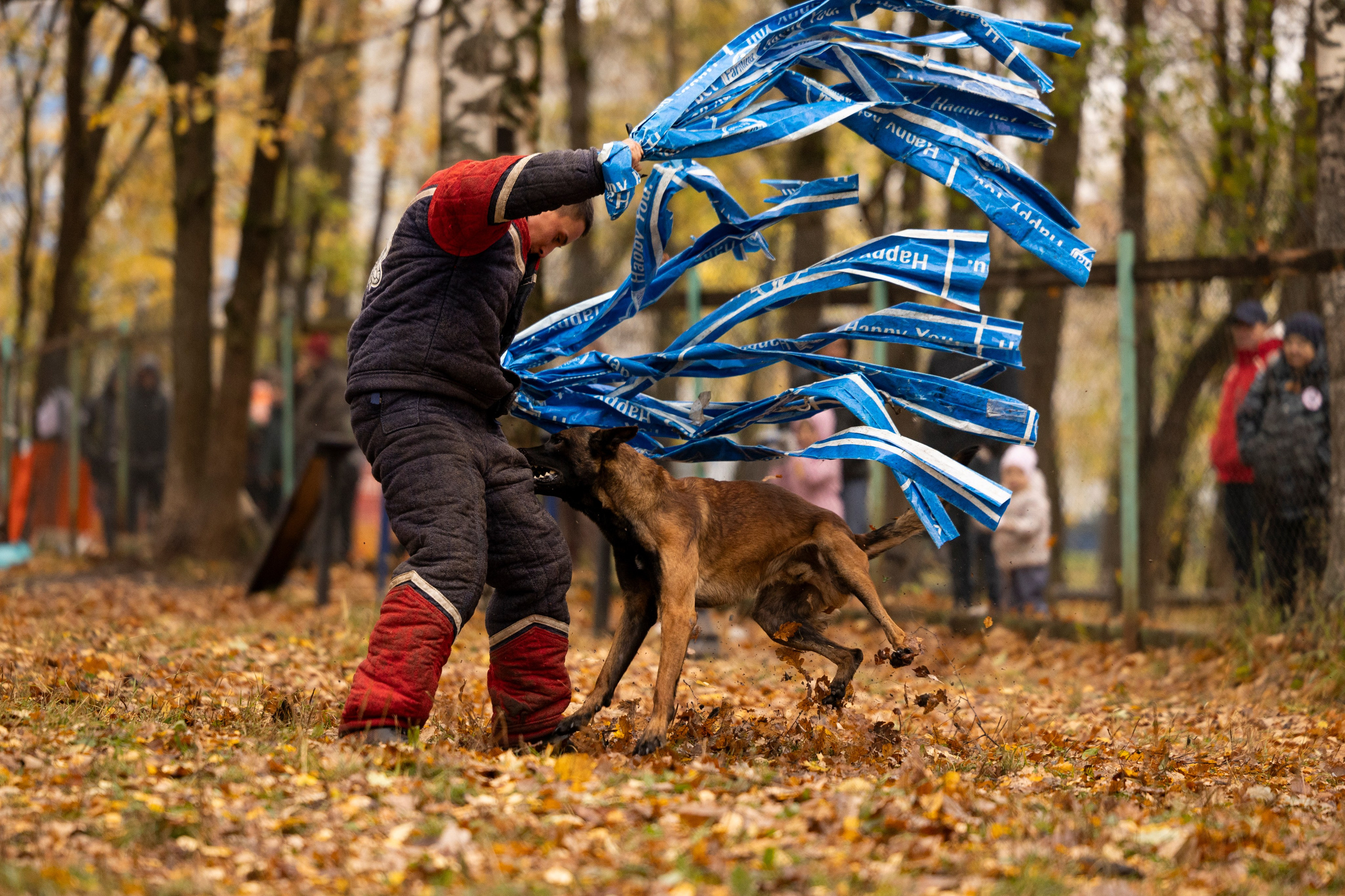 Соревнования по Мондьорингу г. Вологда. Фотограф-анималист Анна Маринич