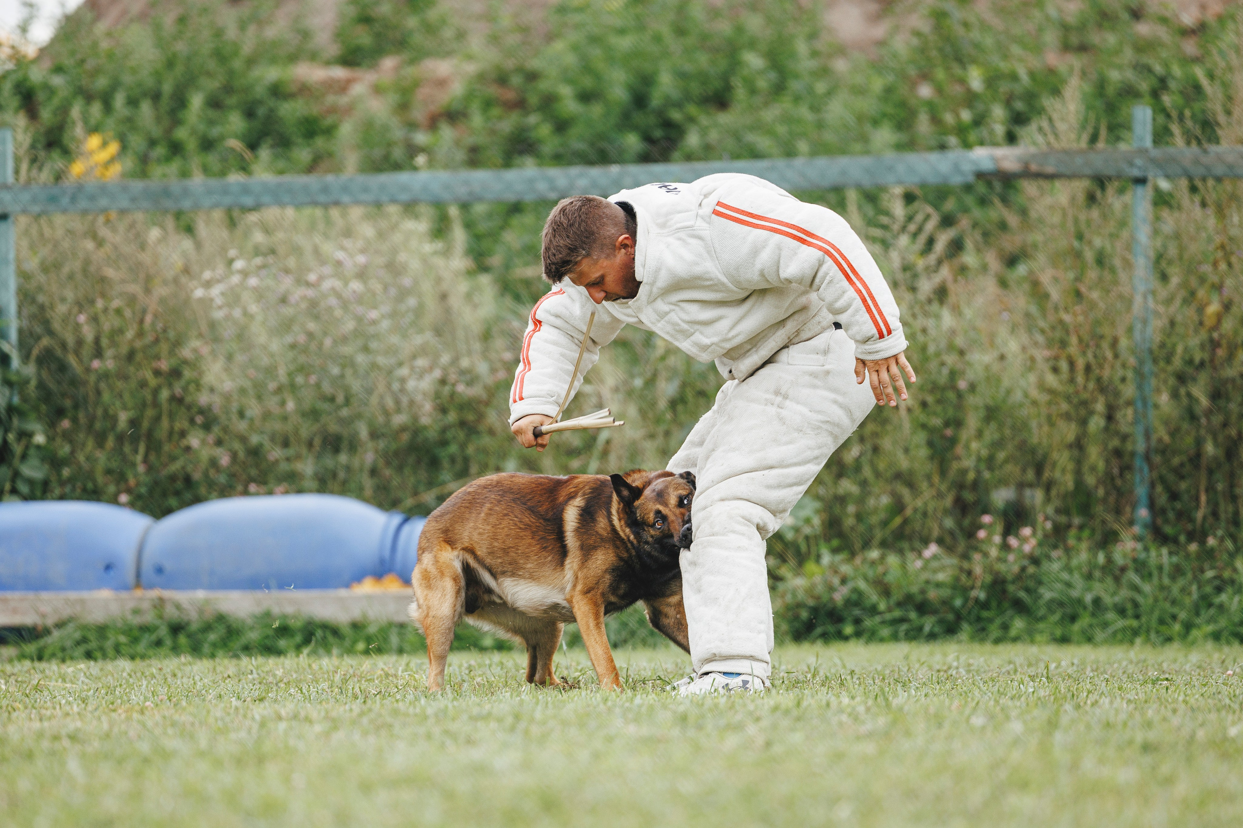 08.08.25-10.08.25 ЧР по мондьорингу г. Вологда. Фотограф-анималист Анна Маринич