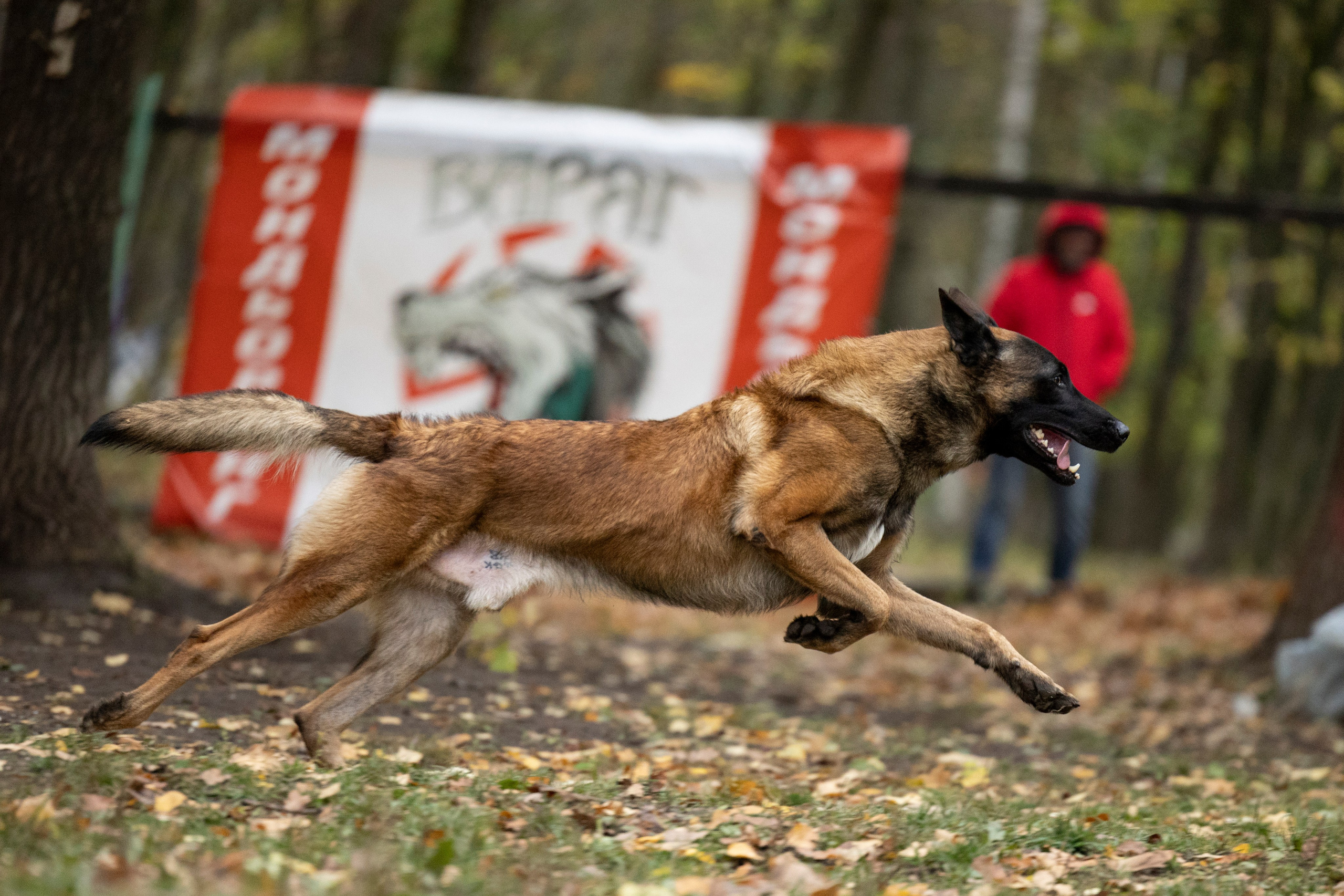 Соревнования по Мондьорингу г. Вологда. Фотограф-анималист Анна Маринич