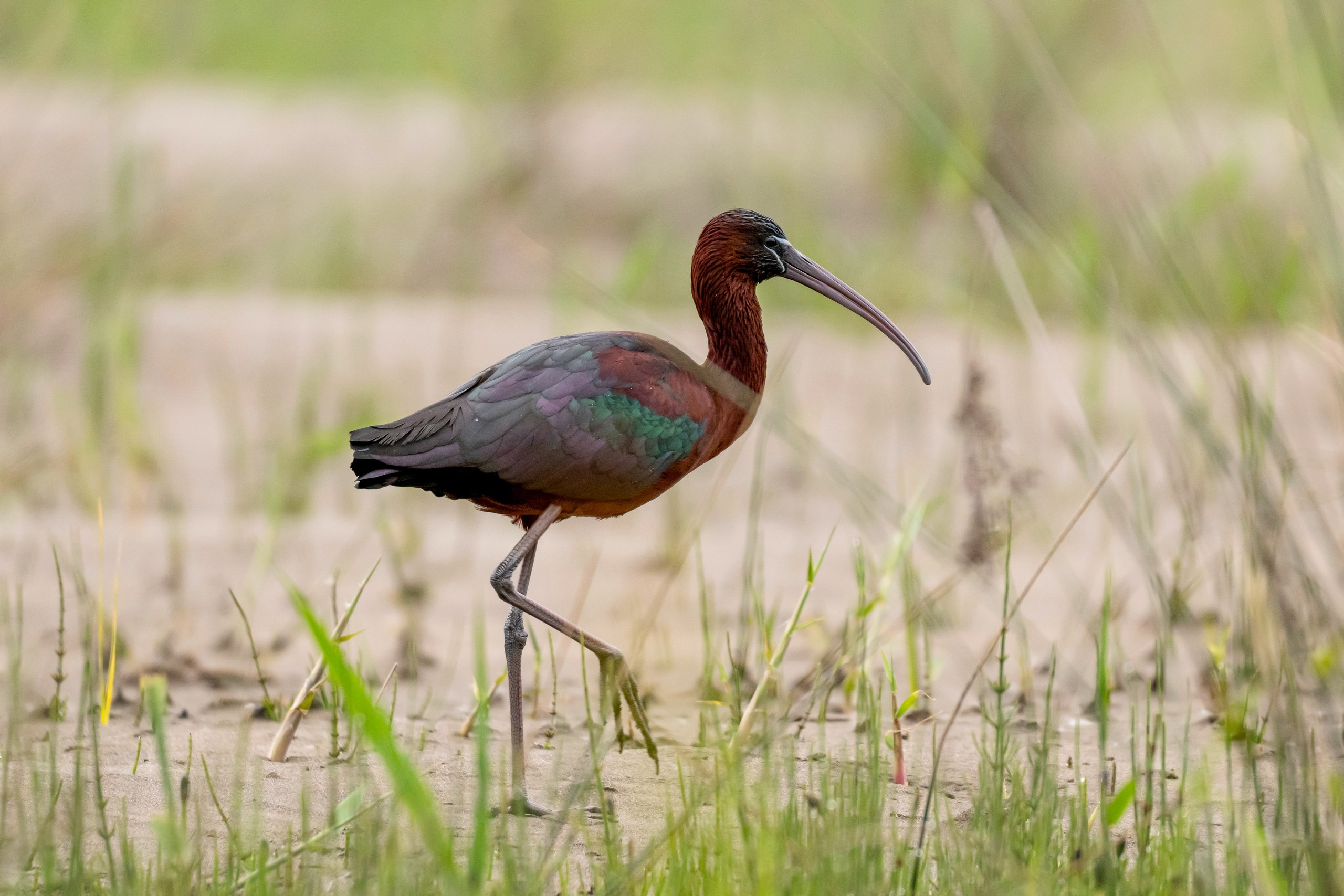 Дикая природа Дагестана. Май 2025 г. Foto-Zuev фотография как искусство
