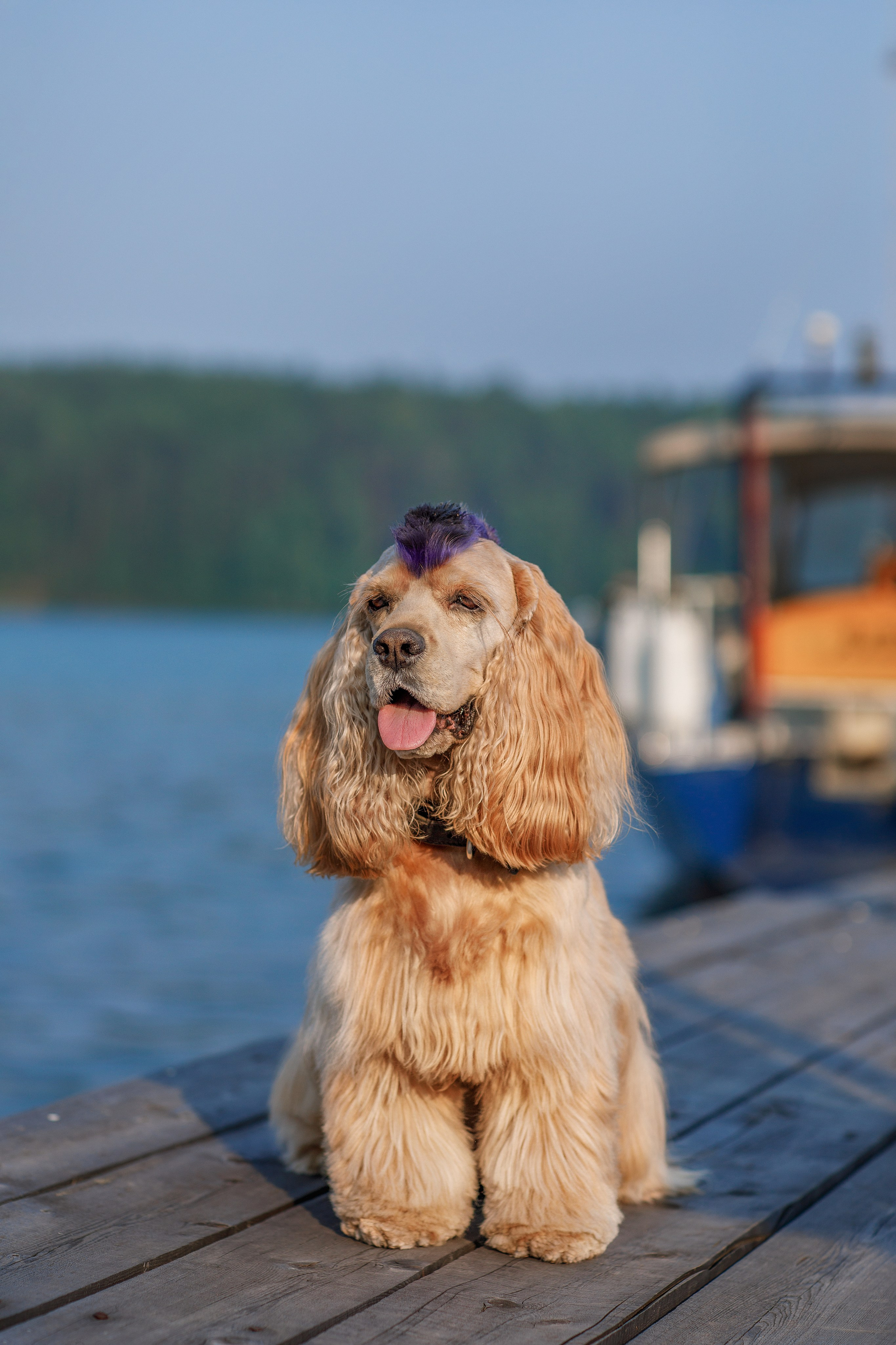 Фотопрогулка. Фотограф для Вашей собаки