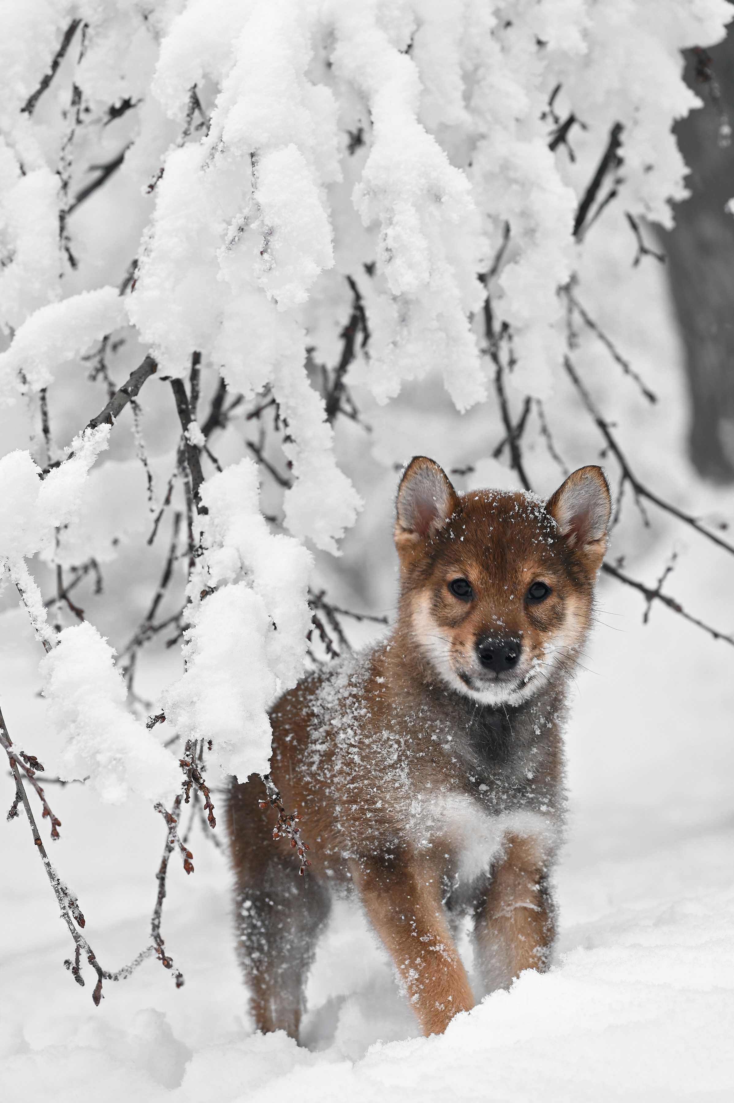 Юлия Пронина. Фотограф в России, Семейный фотограф, репортажный фотограф, детский фотограф, портретный фотограф, контент фотограф, универсальный фотограф
