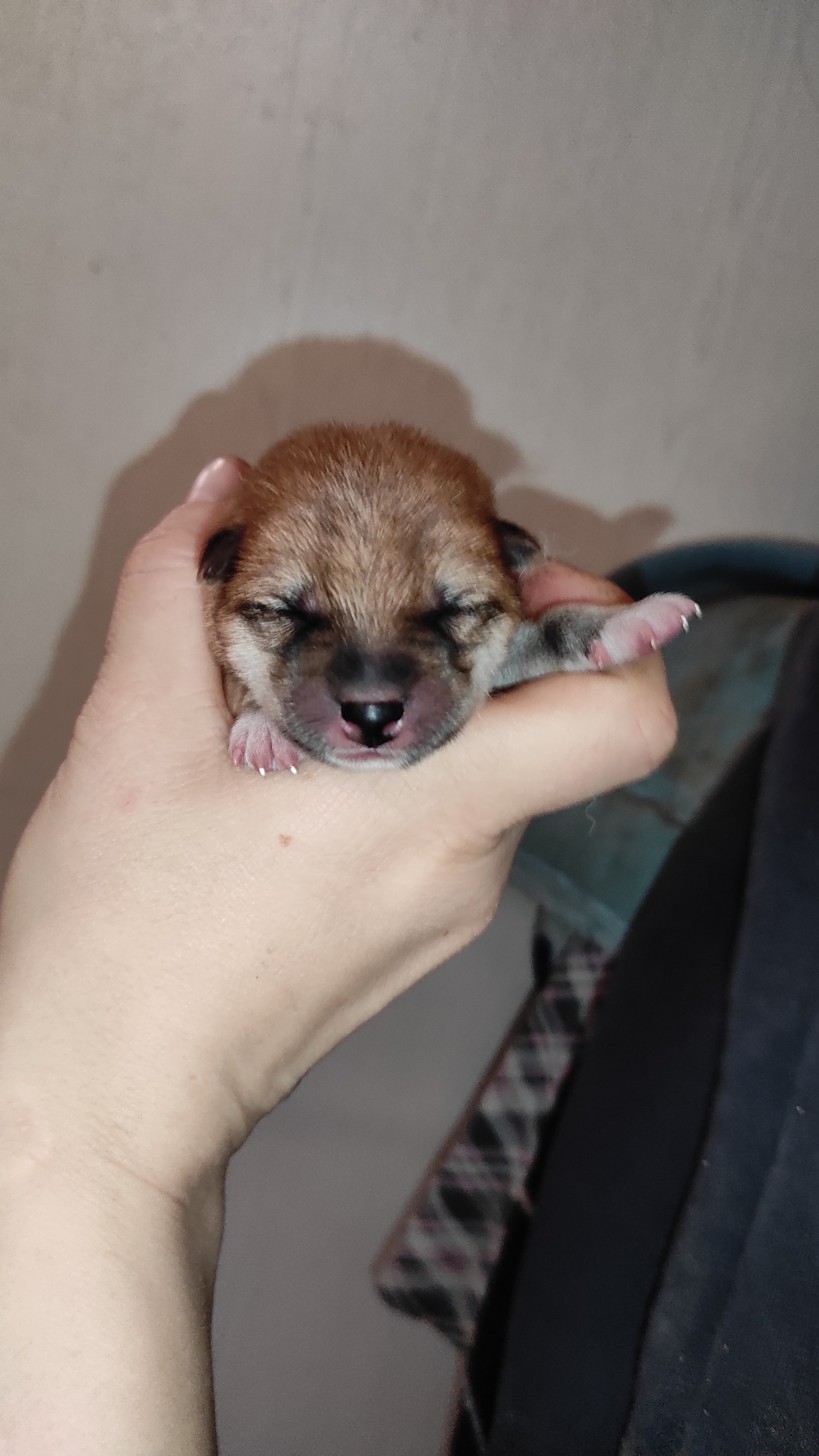 сиба питомник Рубилайт щенки на продажу rubylight  сиба щенки купить СПб Санкт-Петербург 