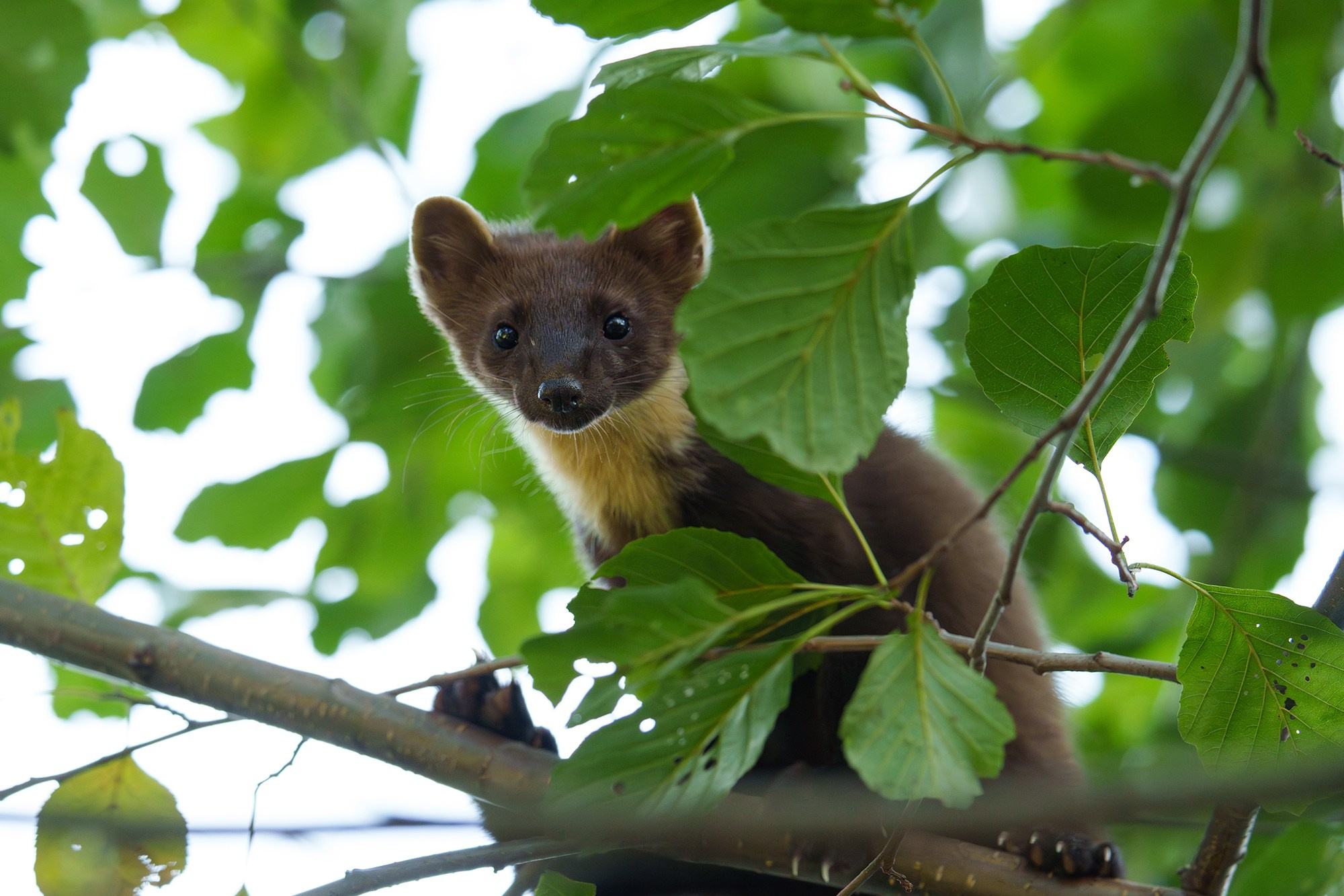Животные. Ваш личный фотограф Марина Волкова