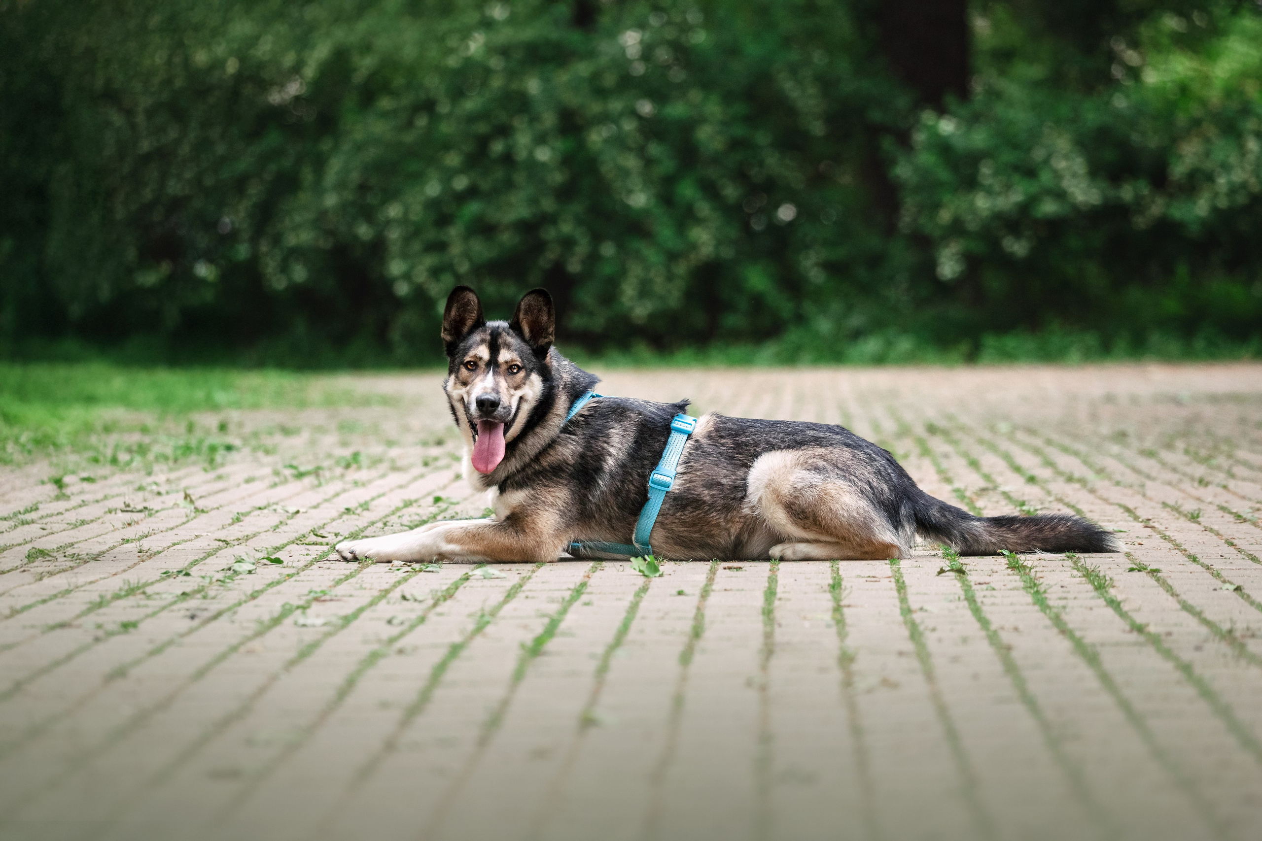 Собаки из приюта Дубовая роща лето 2025. Фотограф-анималист Татьяна Степанова