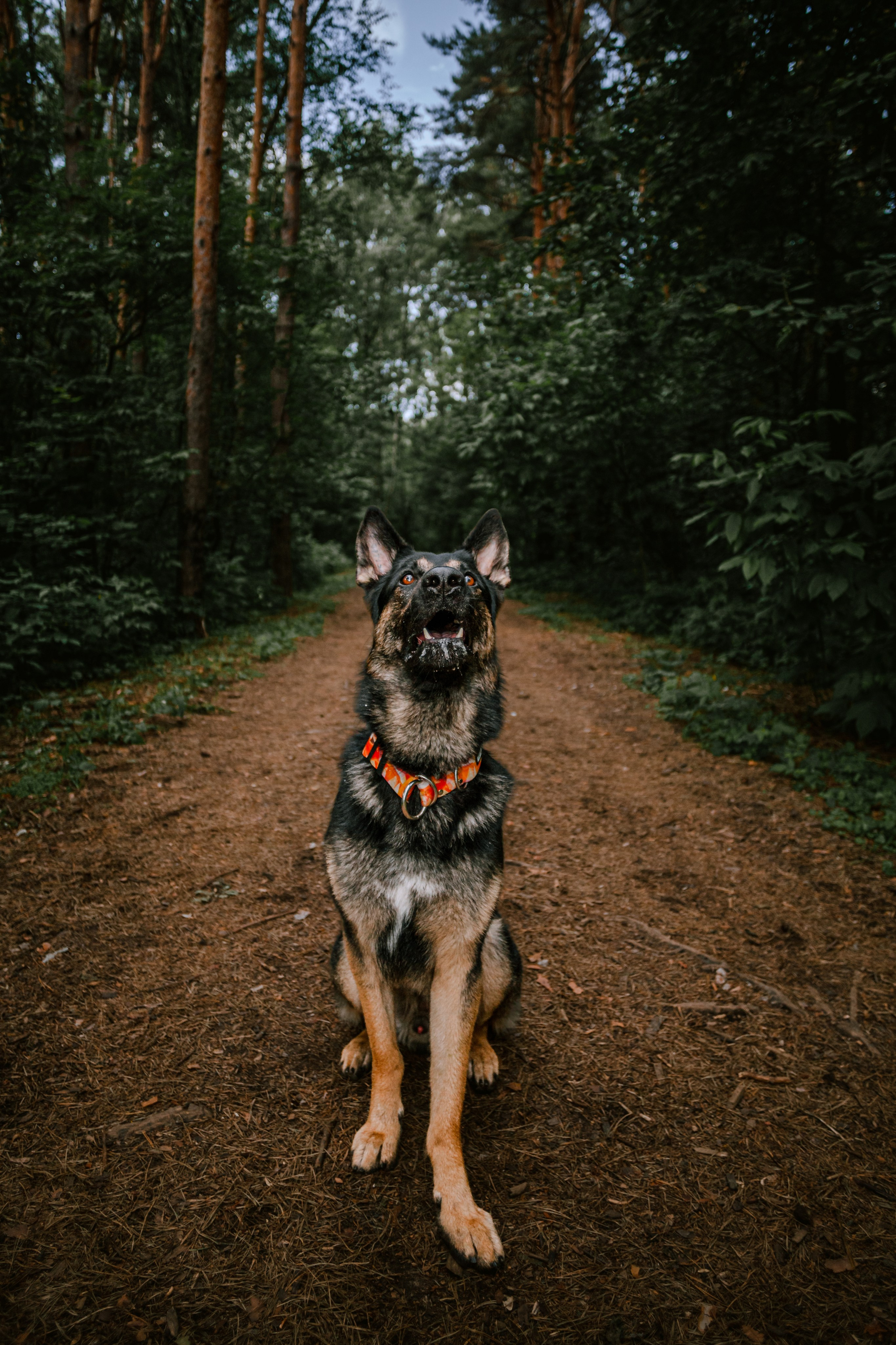 Лесная летняя фотопрогулка. Фотограф-анималист Татьяна Степанова