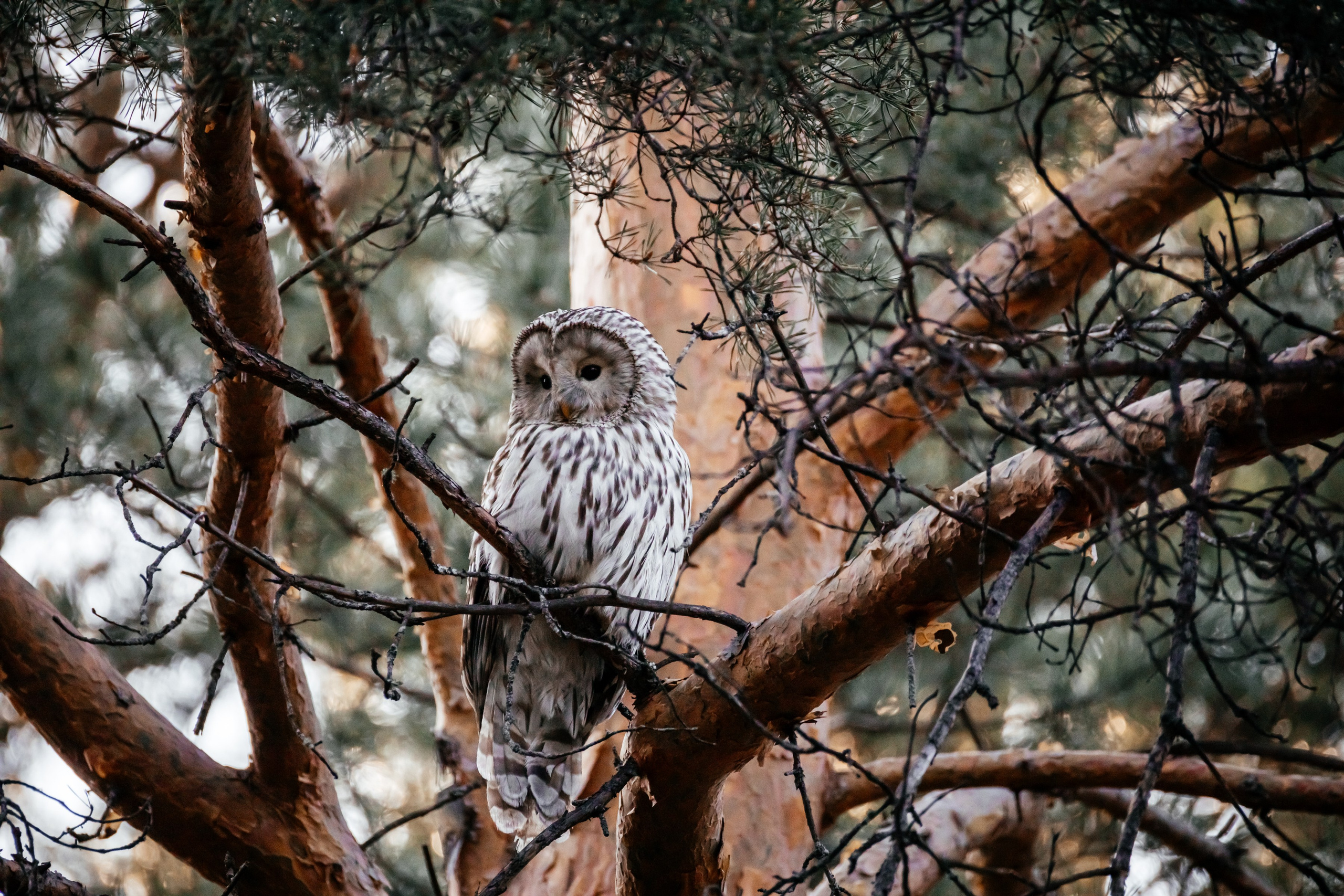 Совы. Фотограф в Красноярске Оксана Корчагина