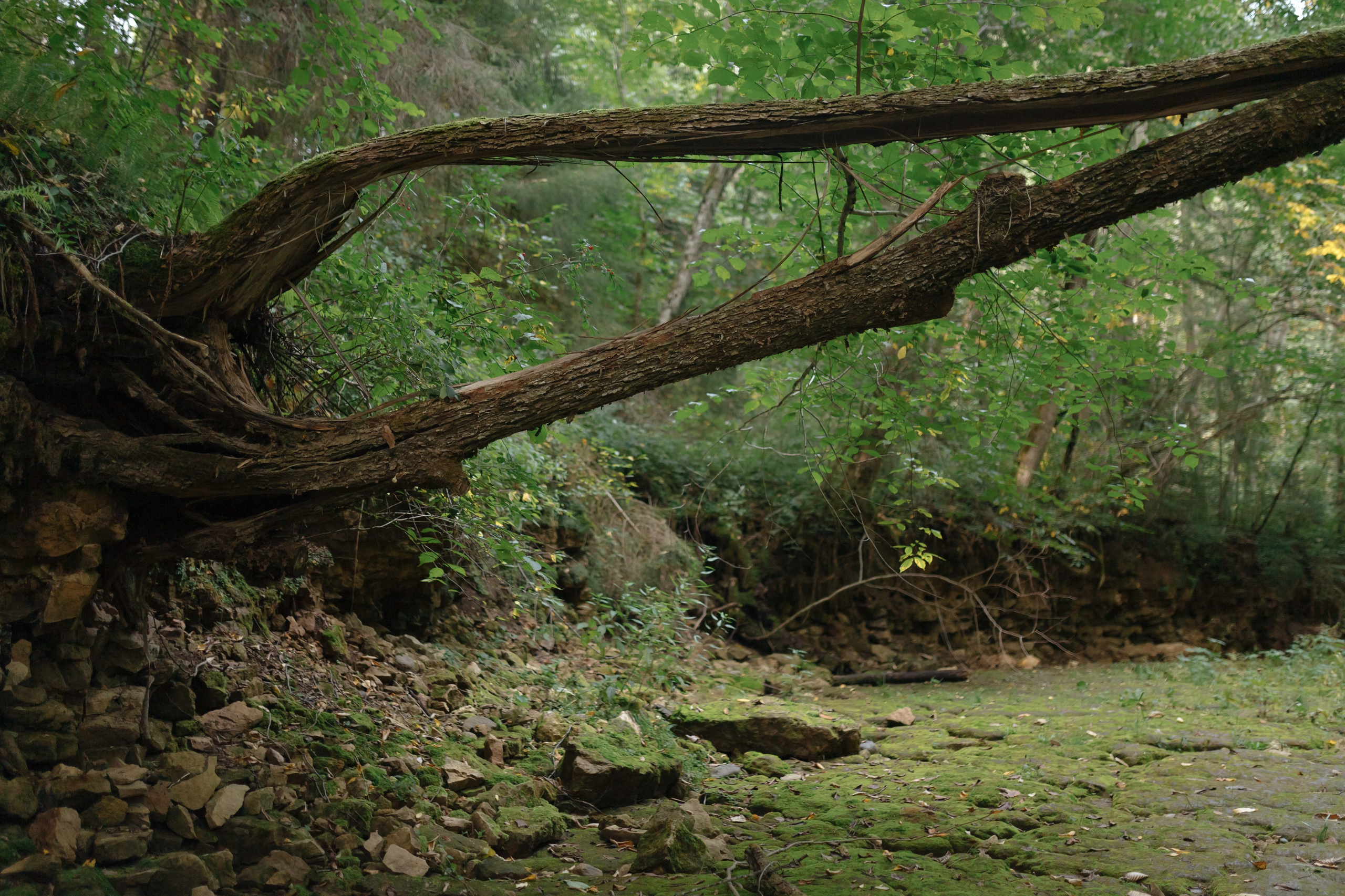 Красота в природе. Портретный фотограф в Санкт-Петербурге Катя Протасевич