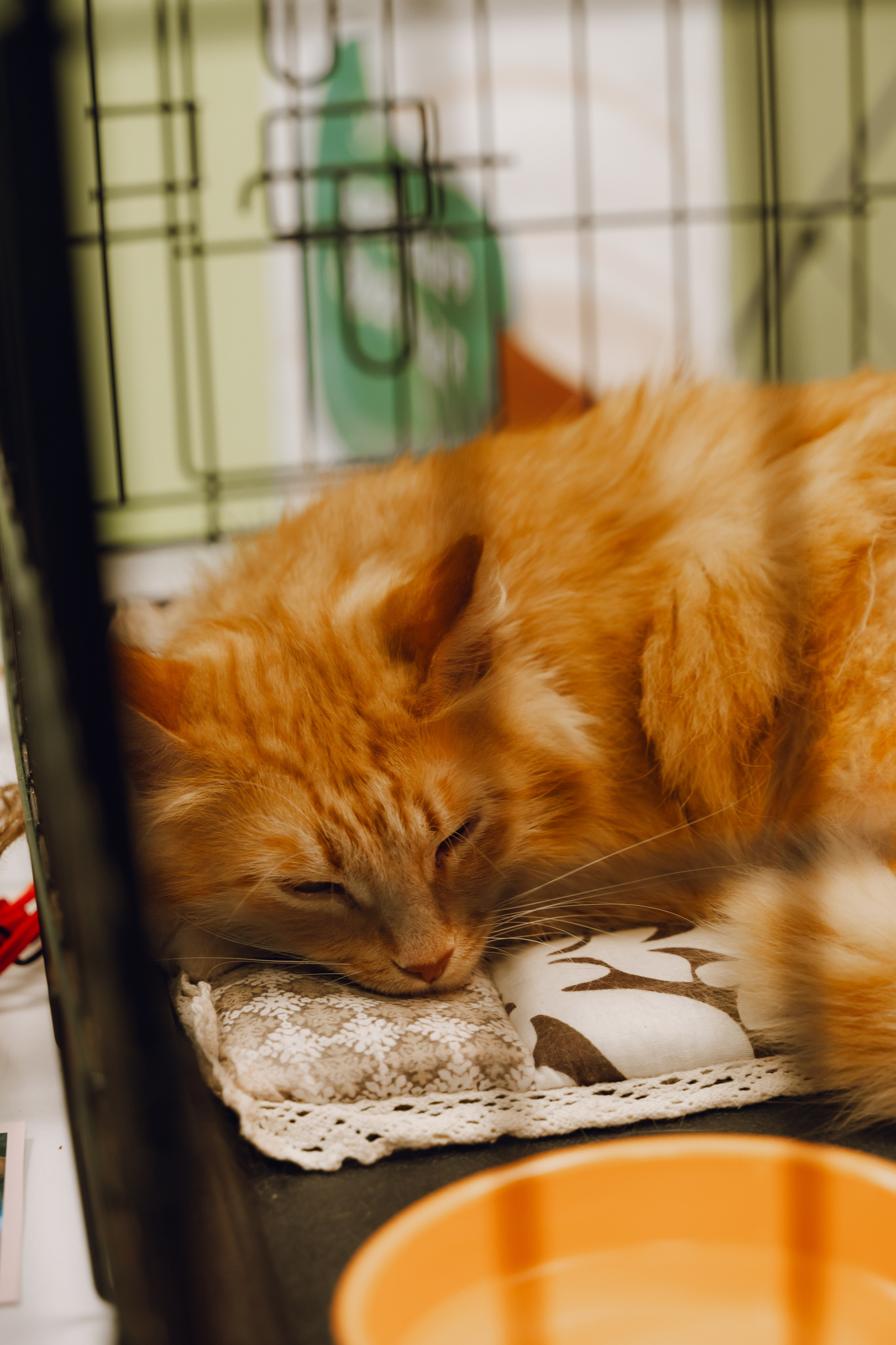 День молодежи в Доме молодежи 2025. Фотограф Надежда Погребняк | Рязань | Москва