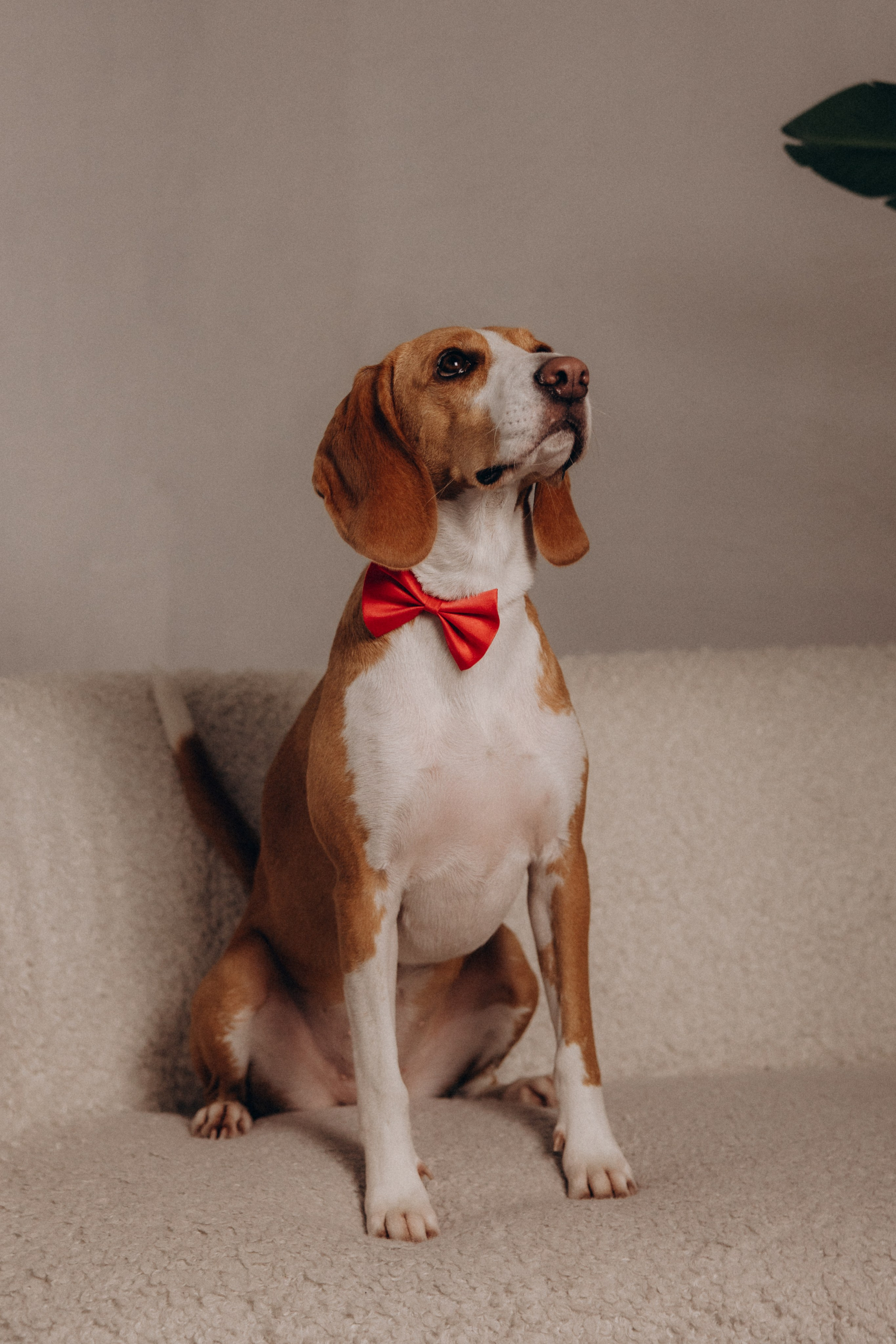 История любви. Фотограф анималист в Казани Алина Сулейманова. Фотограф животных