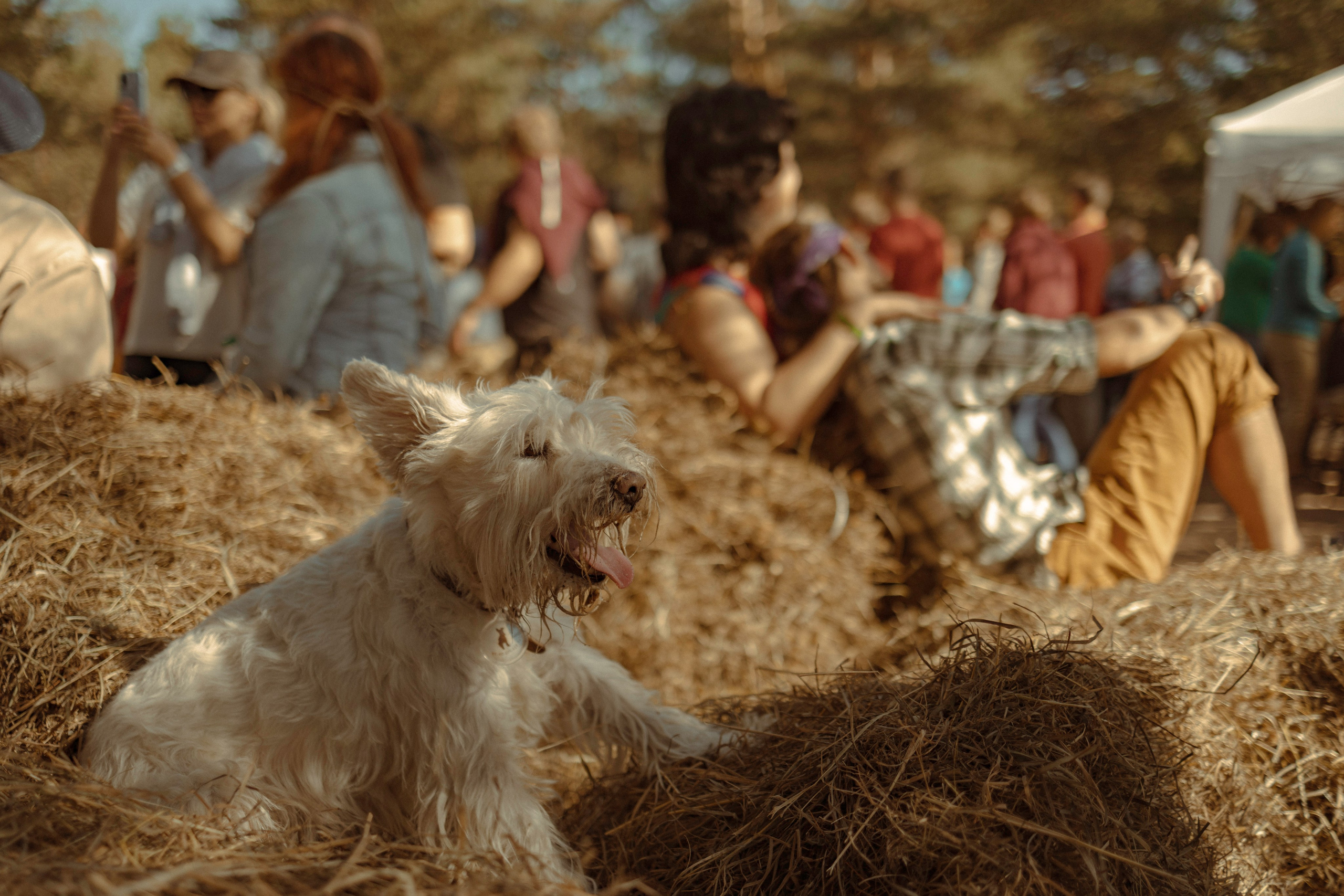 Фестиваль Hello Camper закрытие 2023. Репортажный и портретный фотограф в Санктпетербурге. Видиосъемка мероприятий в Санкт-Петербурге