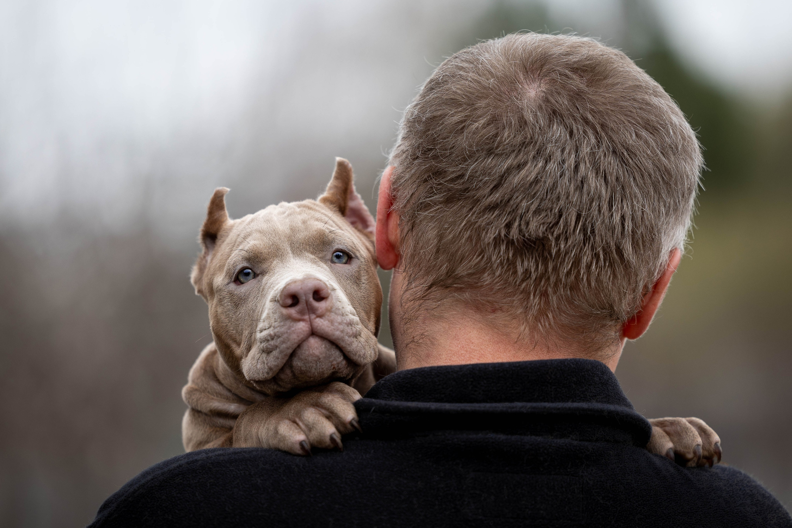 И снова булляшики. Фотограф Анималист в Перми Анастасия Остерман