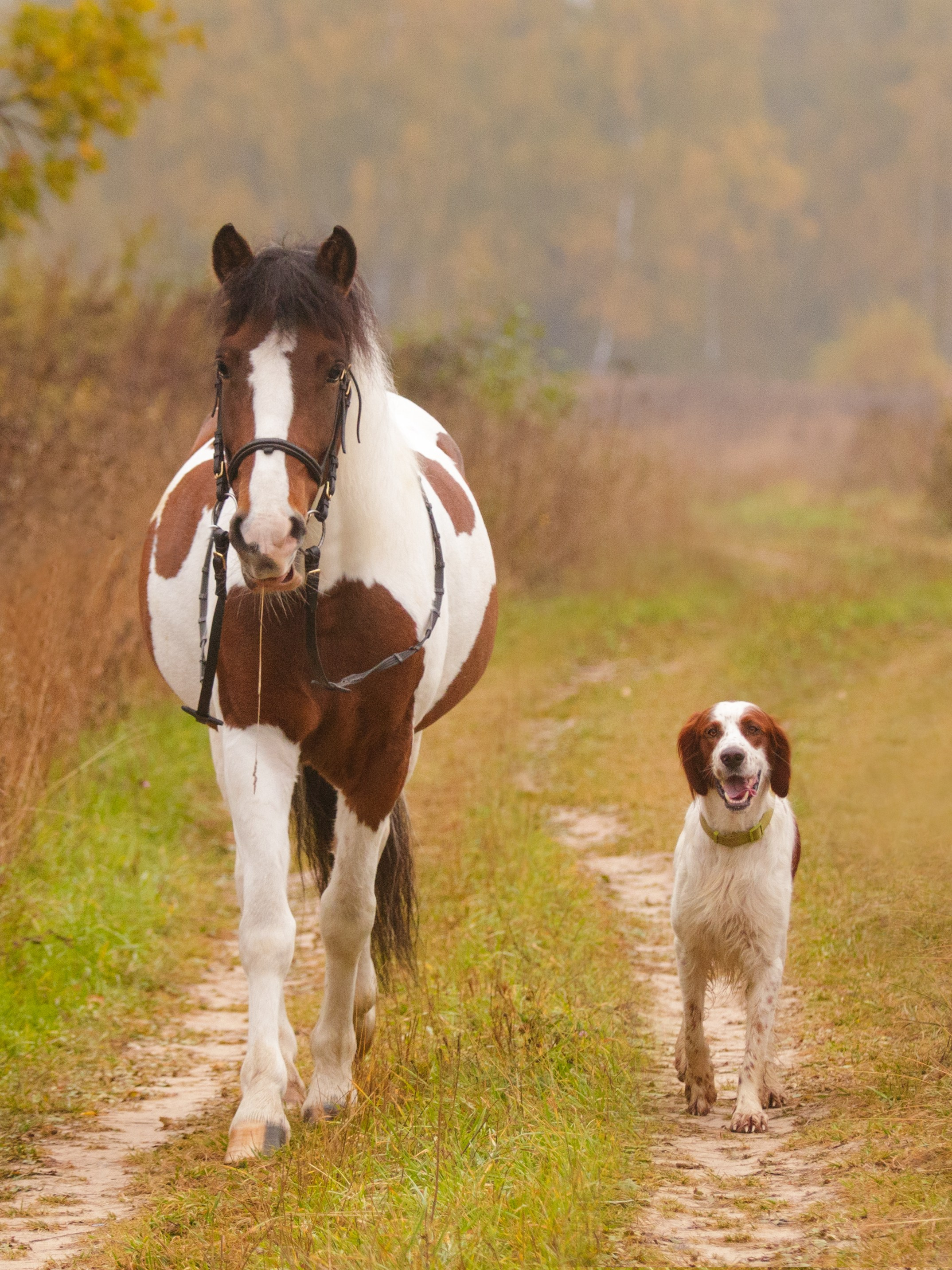 Ирландский красно-белый сеттер Шамрог. Фотограф-анималист Natalia Deingel | Фотосъемка собак в Москве