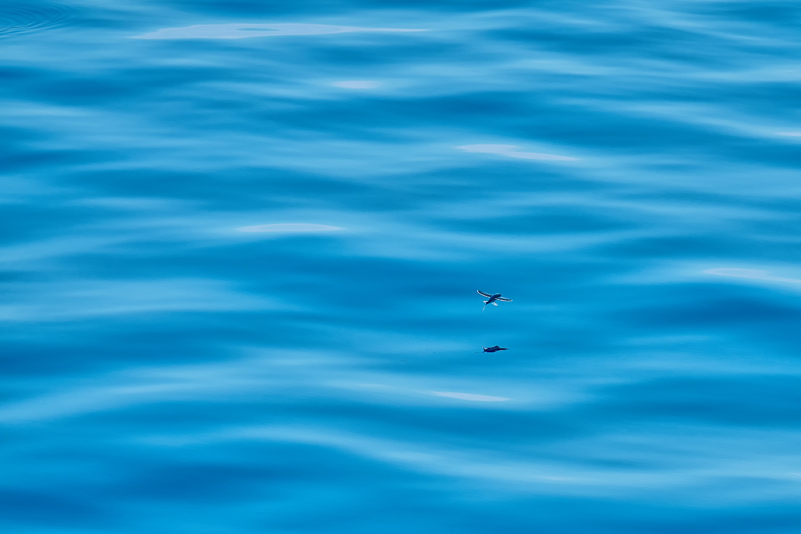 Фотографии животных. Яркие фото на Чёрном море